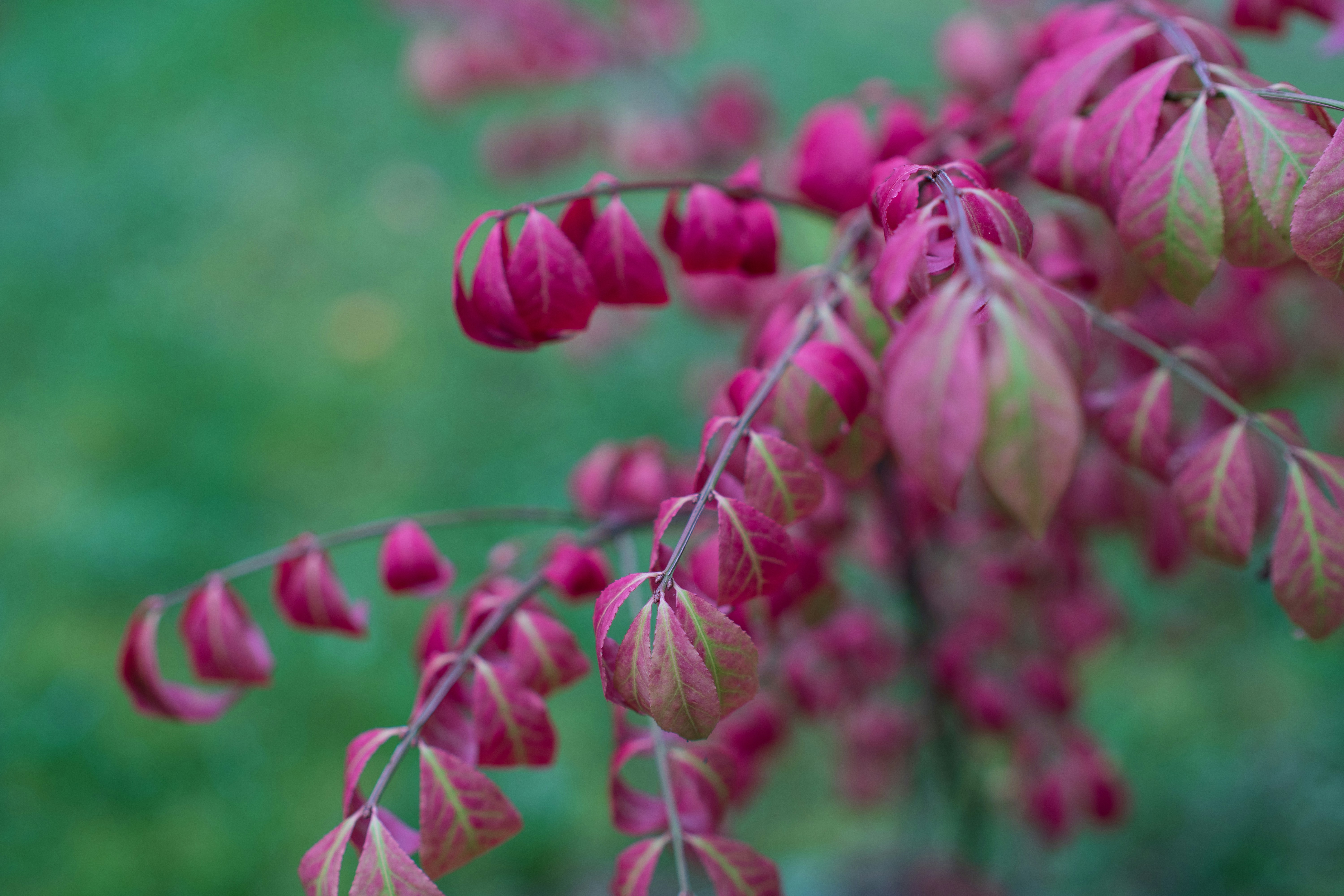 Photo by seandogjani