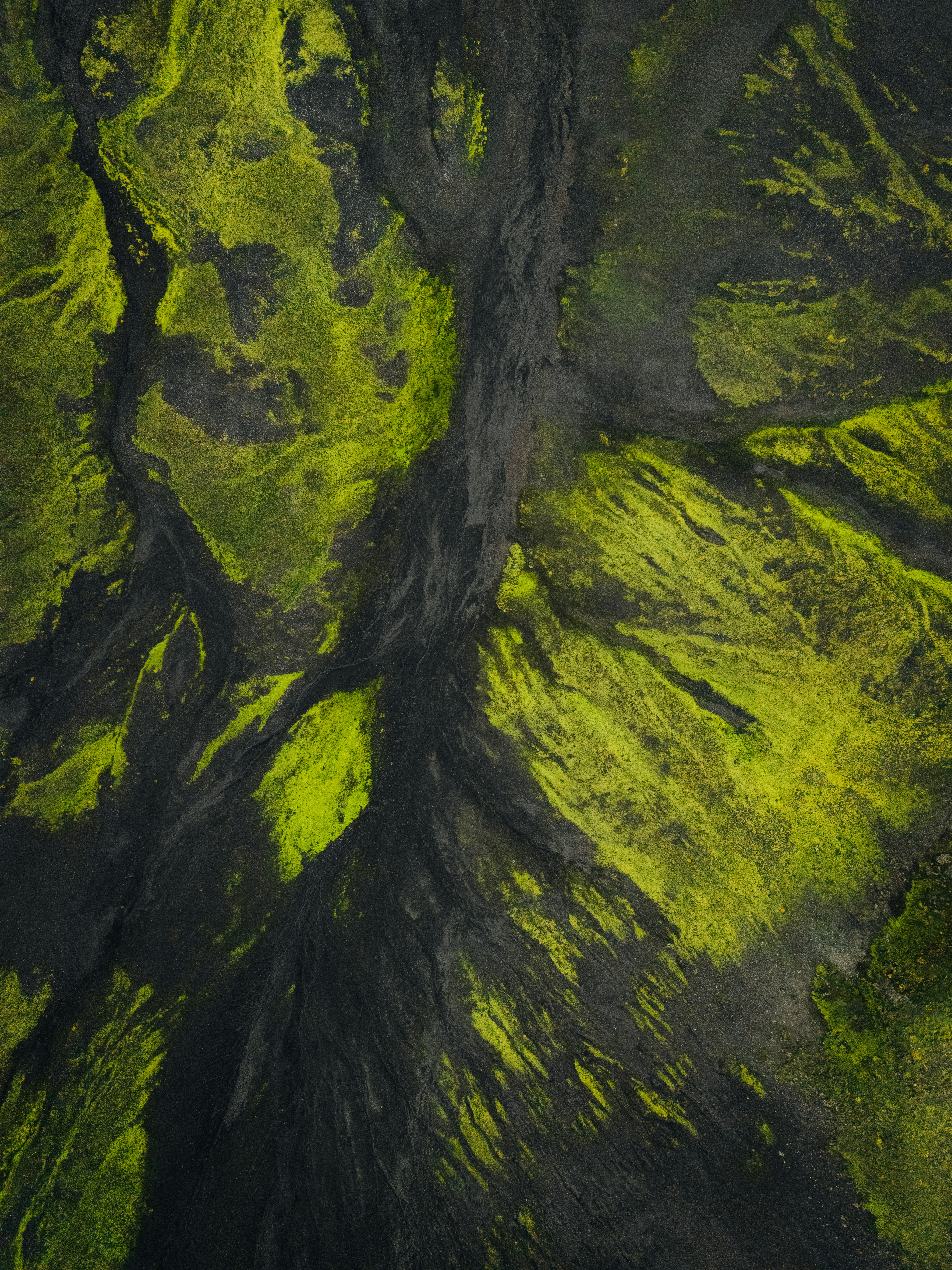 An aerial view of a lush green forest