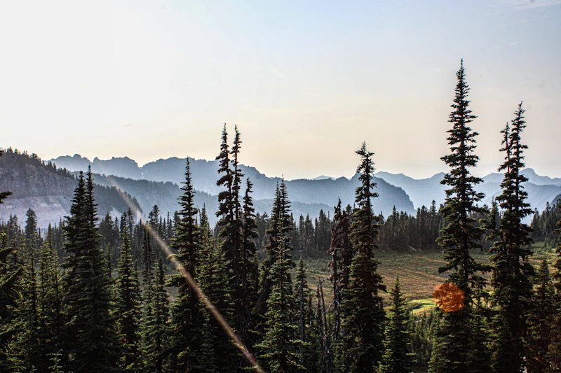 FSC-certified Brazilian pine plantation — sustainable timber source for Export Brazil Pine