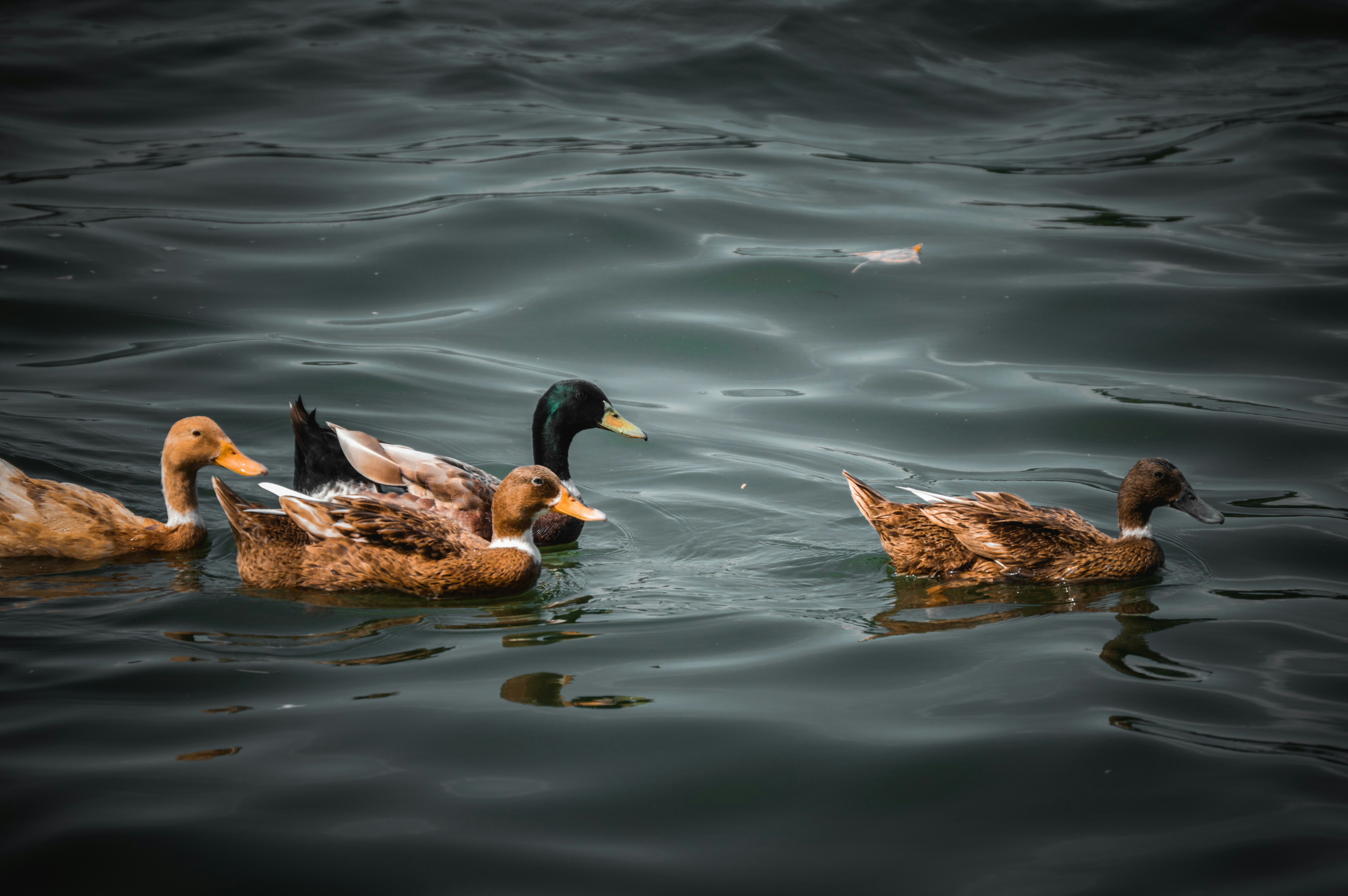 Photo by jithinvijayamohanan