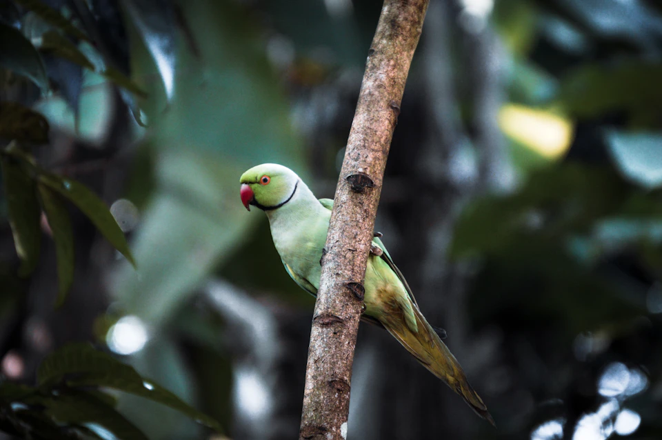 Green parrot perched on a tree branch, facing right, in a blurred forest background