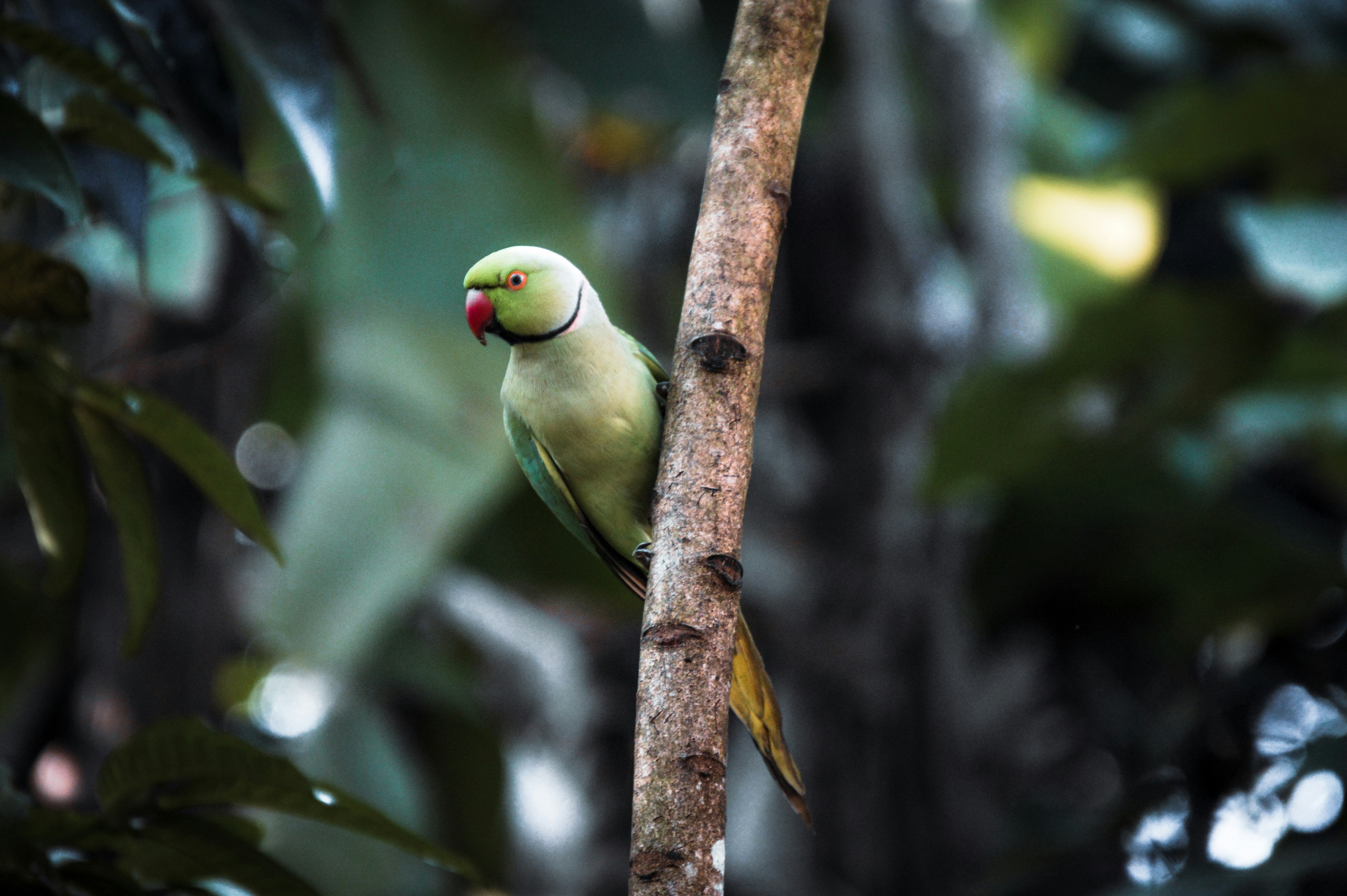 Photo by jithinvijayamohanan