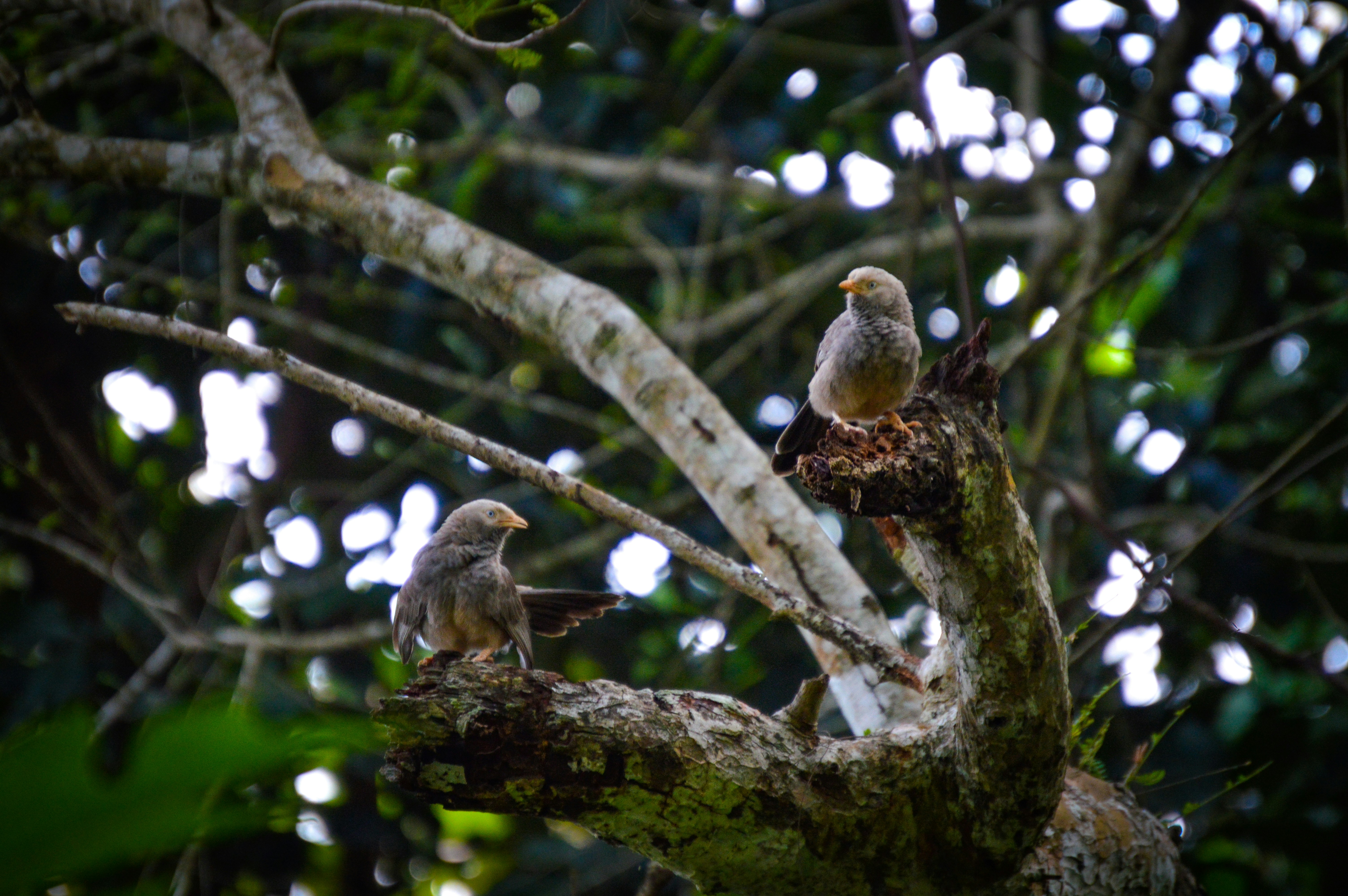 Photo by jithinvijayamohanan