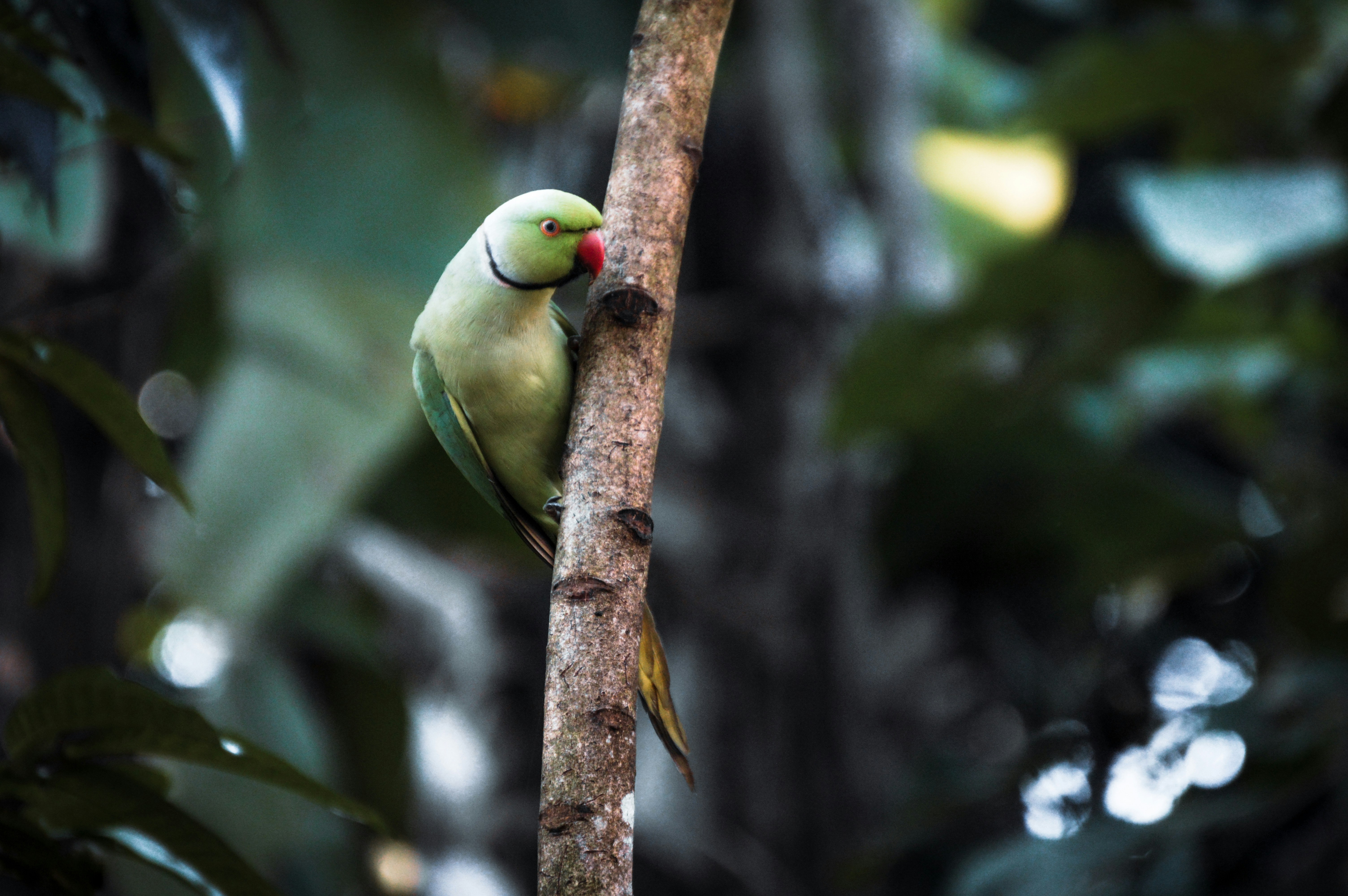 Photo by jithinvijayamohanan