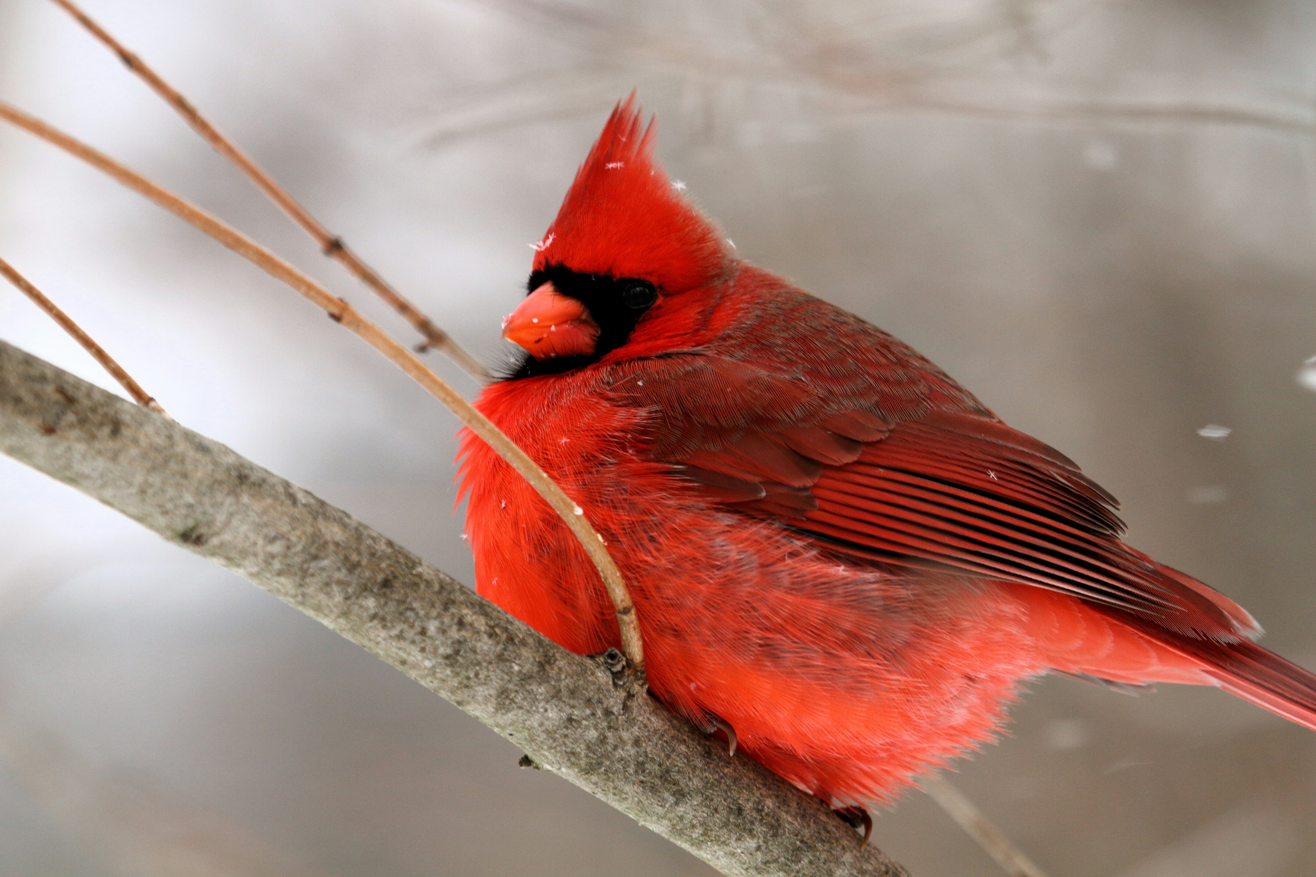A red bird is sitting on a branch