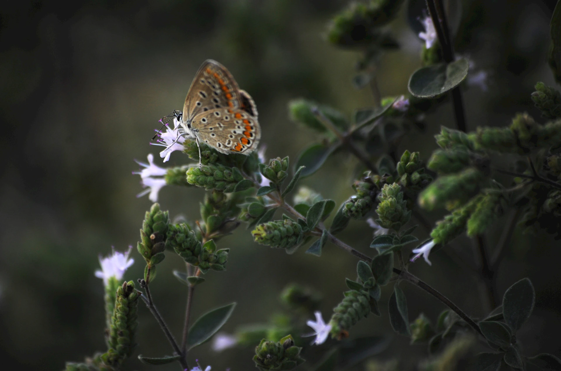 A brown and white butterfly sitting on top of a plant