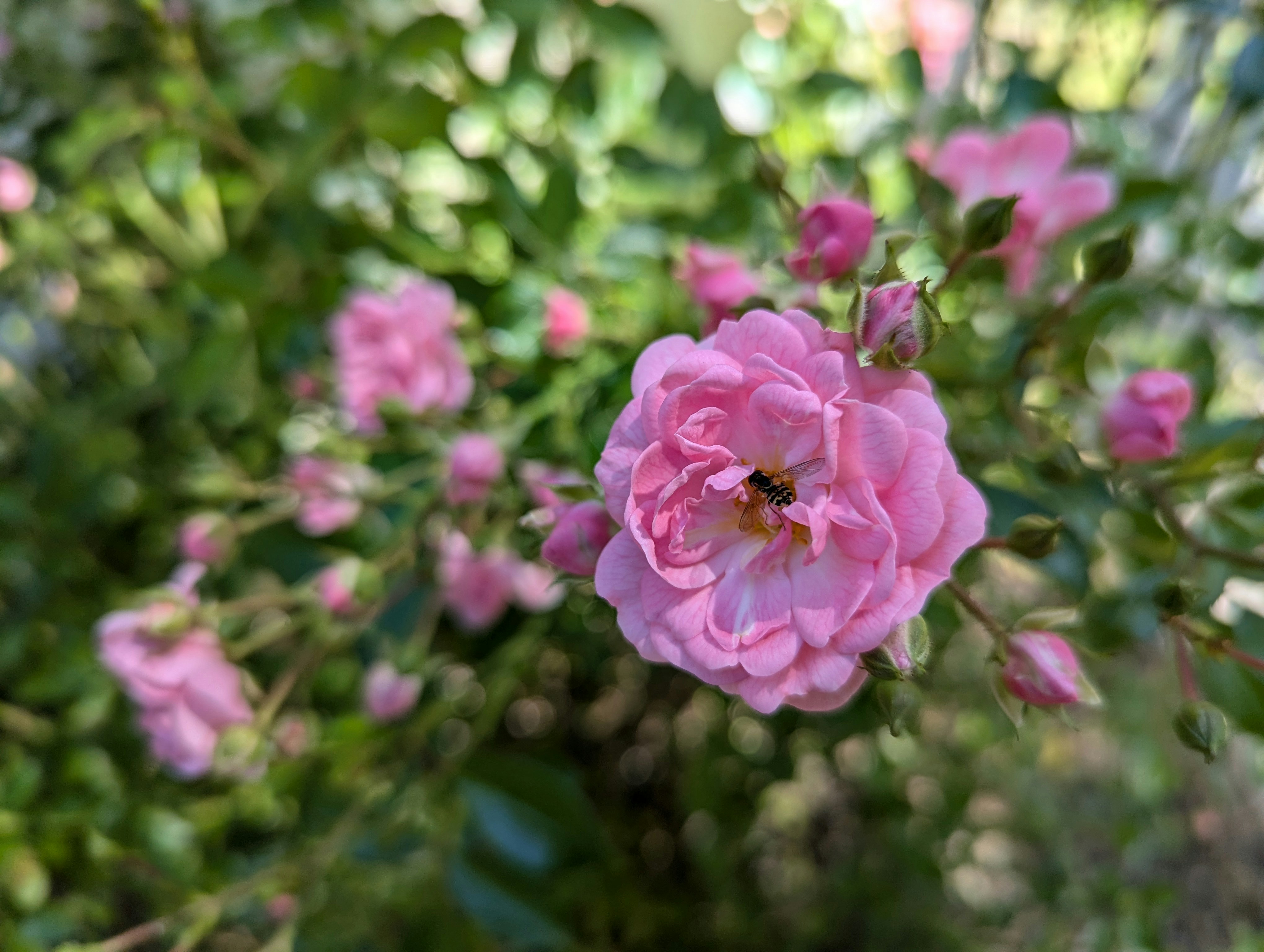 Photo by linda_ann_zuvich