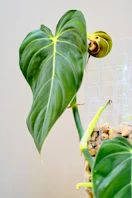 A plant with a large green leaf on top of it