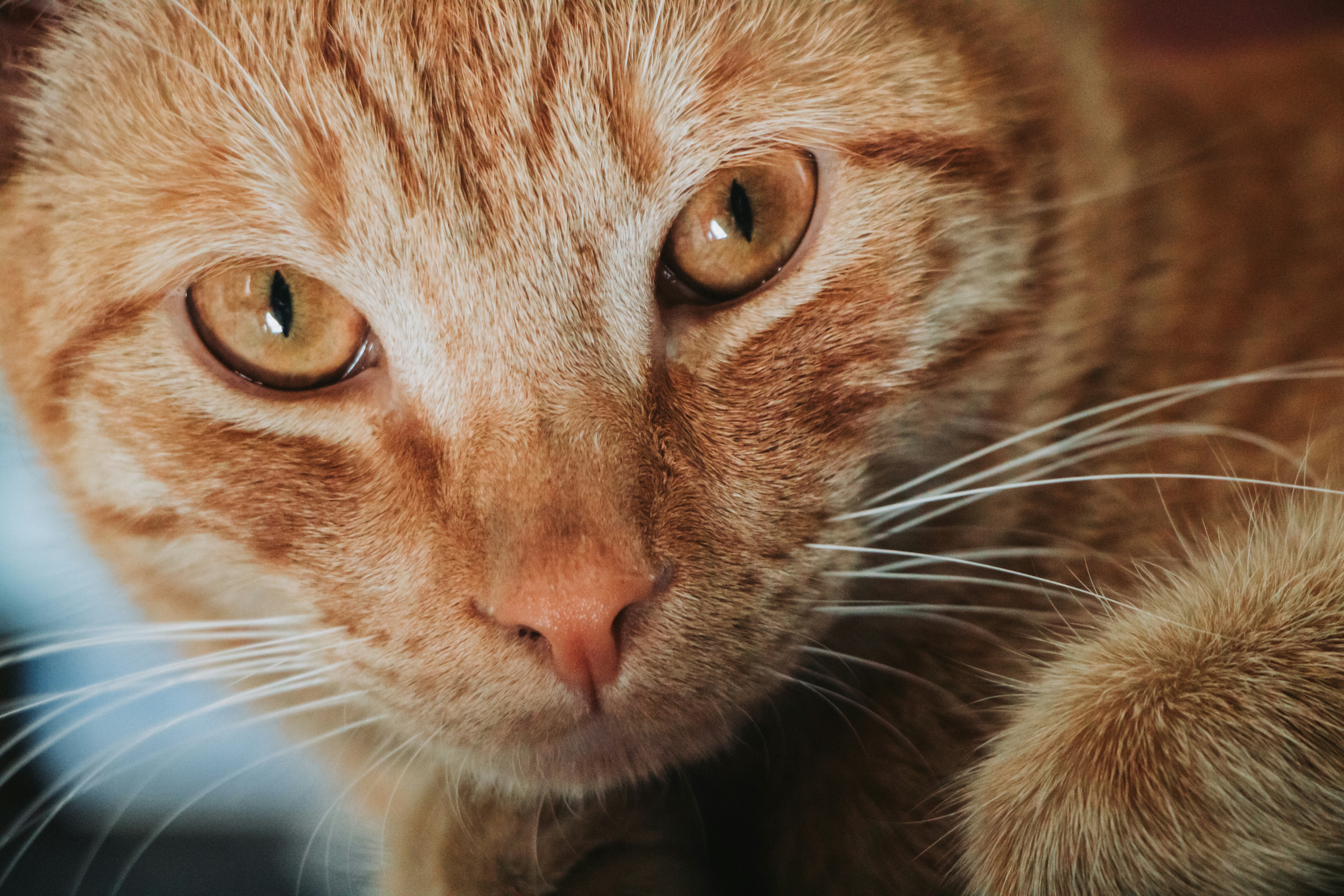 Photo by danielalvasd