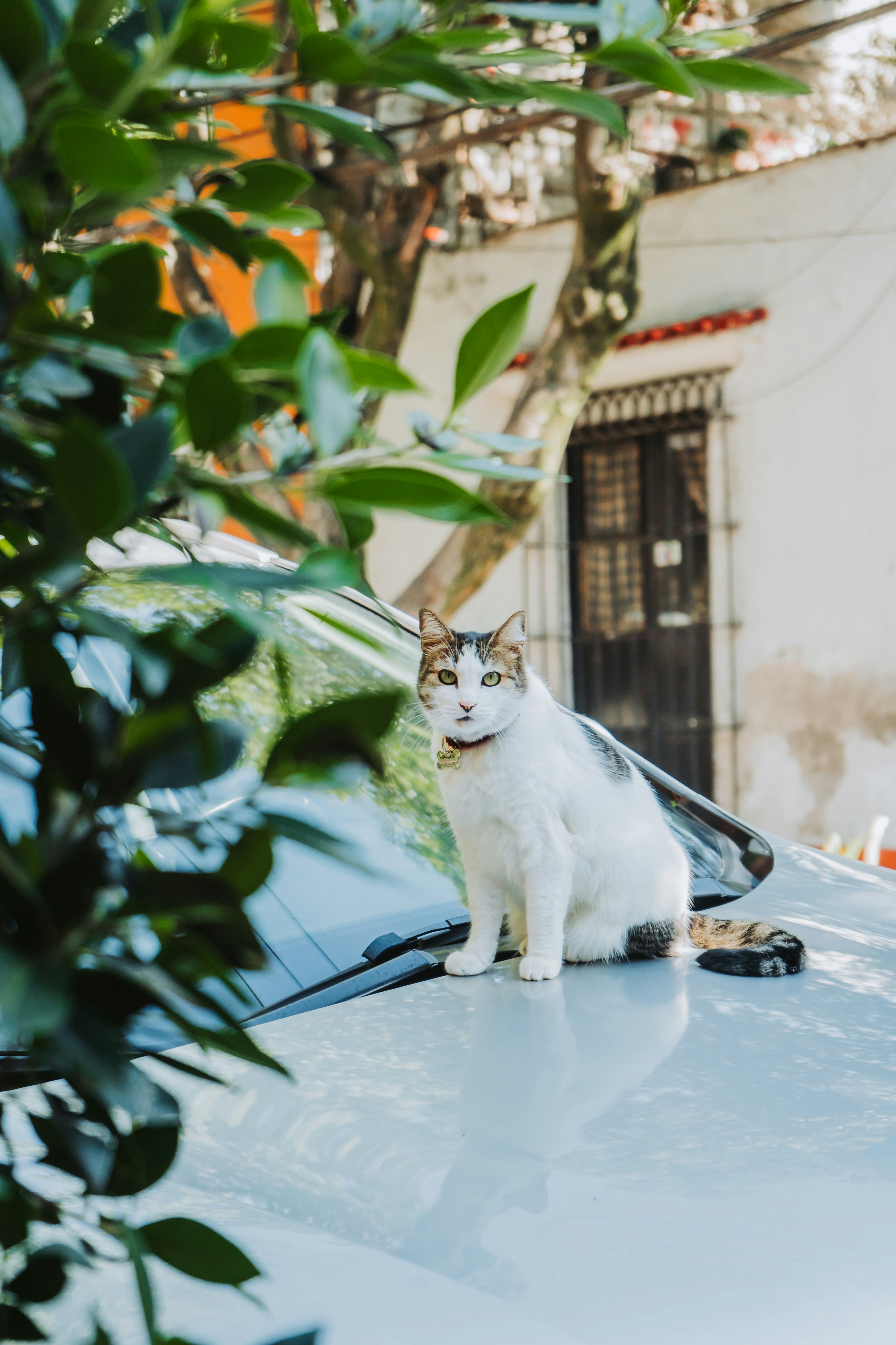 車のボンネットに座る猫