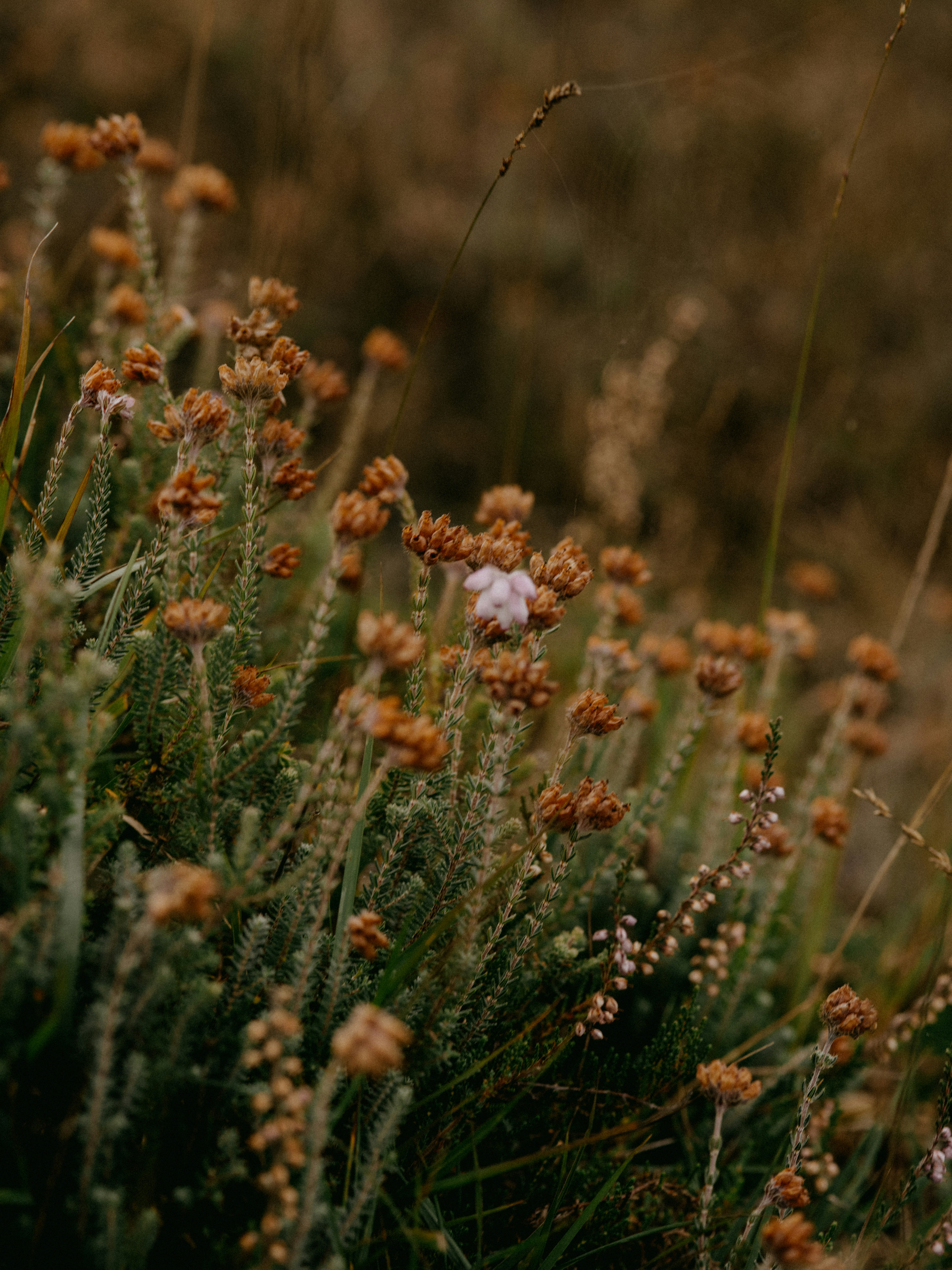 Photo by anniespratt