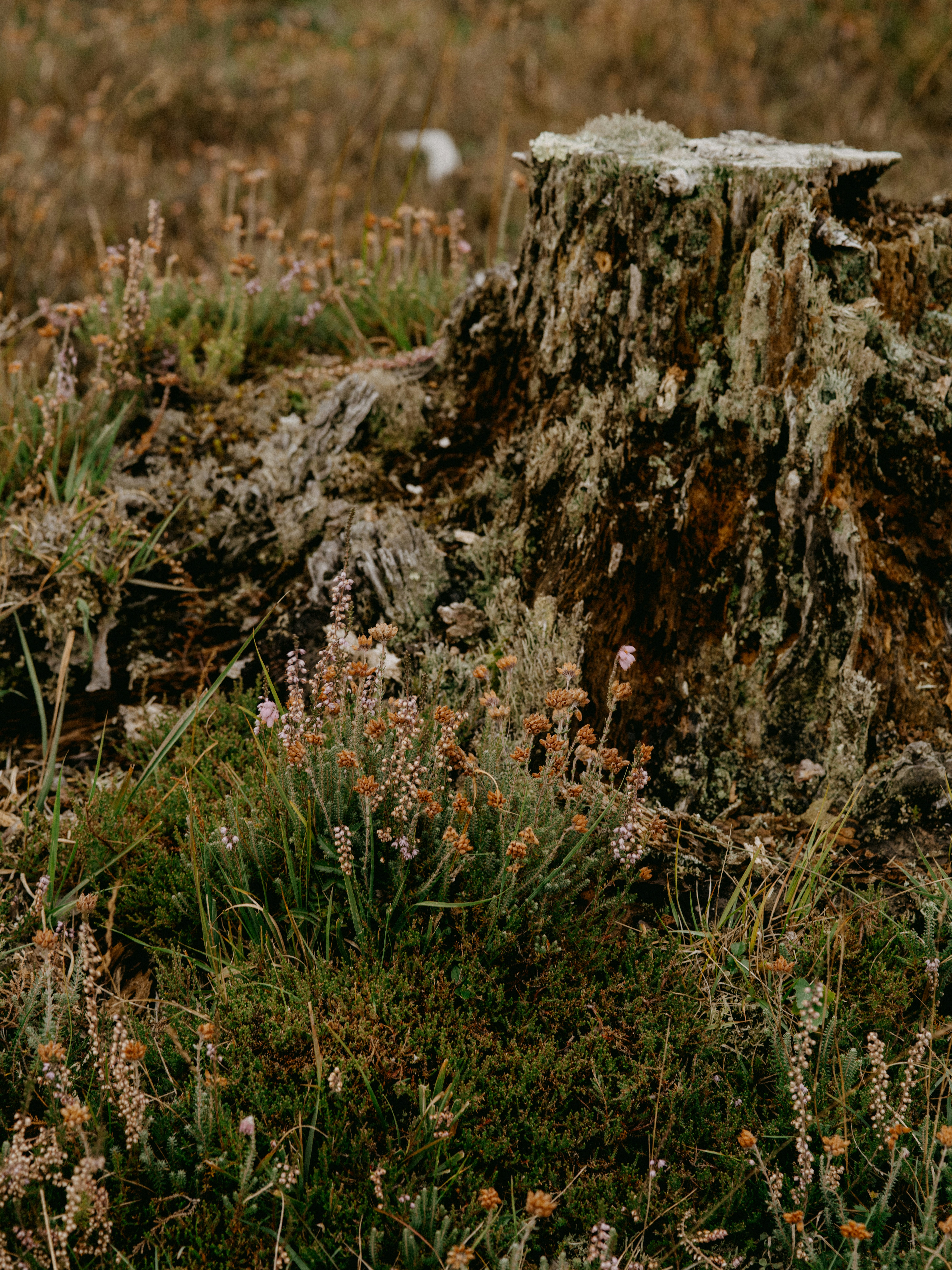 A bird standing on top of a tree stump