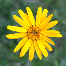A close up of a yellow flower with a blurry background