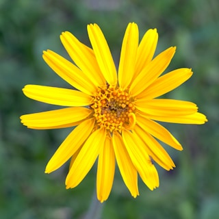A close up of a yellow flower with a blurry background