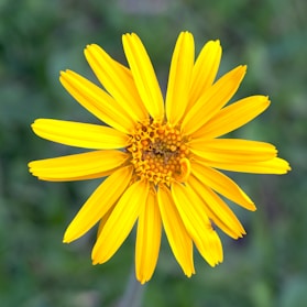 A close up of a yellow flower with a blurry background