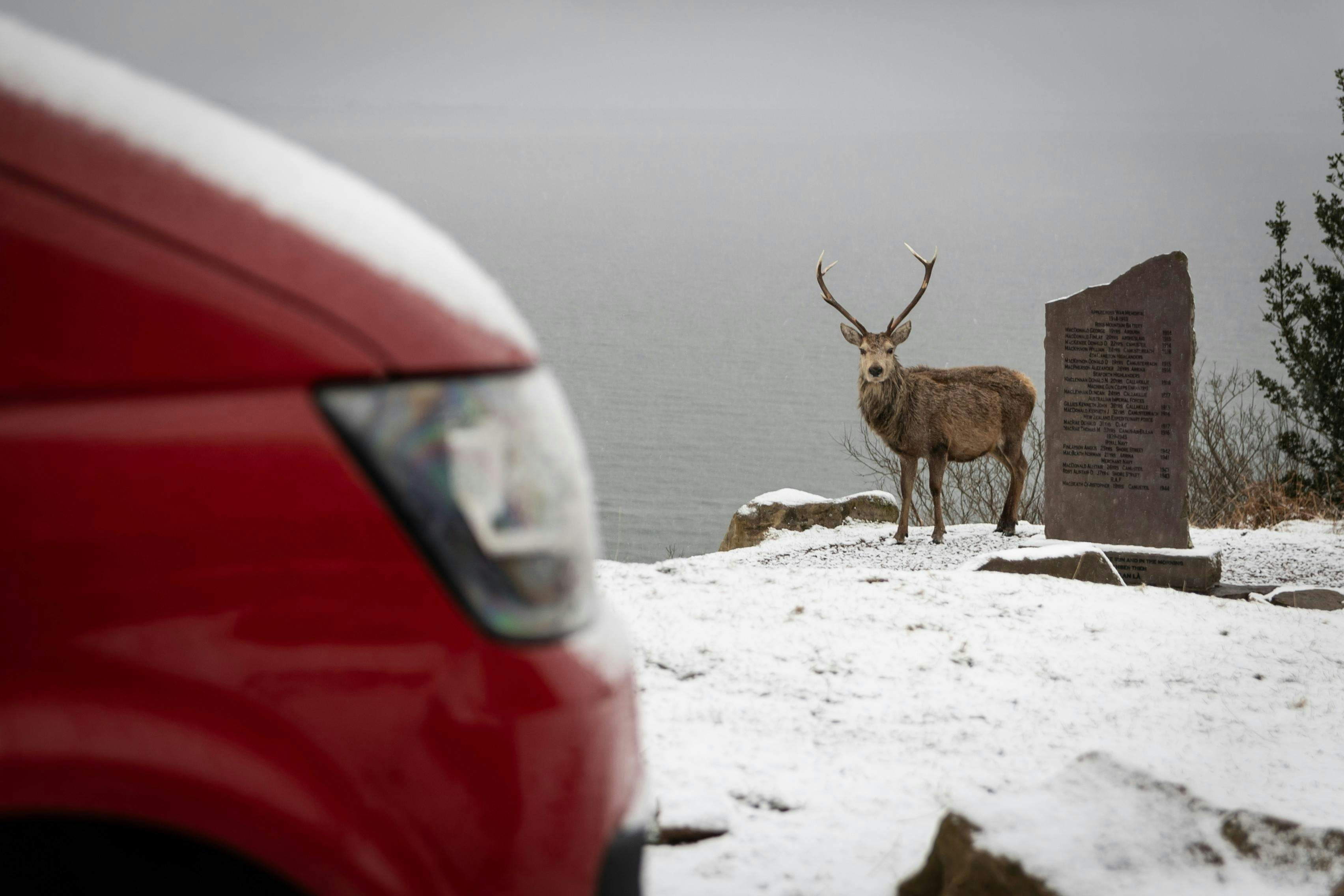 A deer standing in the snow next to a red car