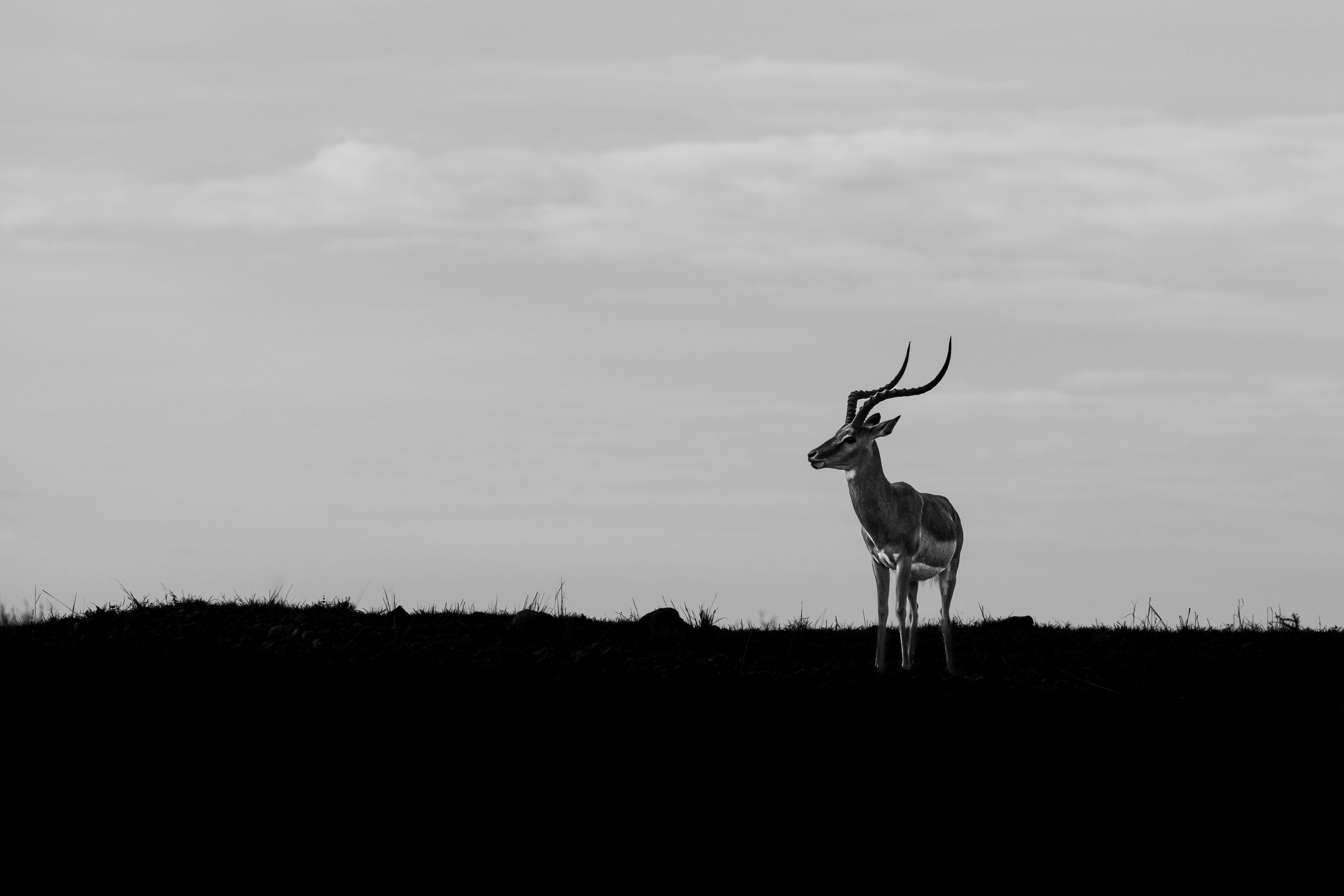 A deer standing on top of a grass covered field