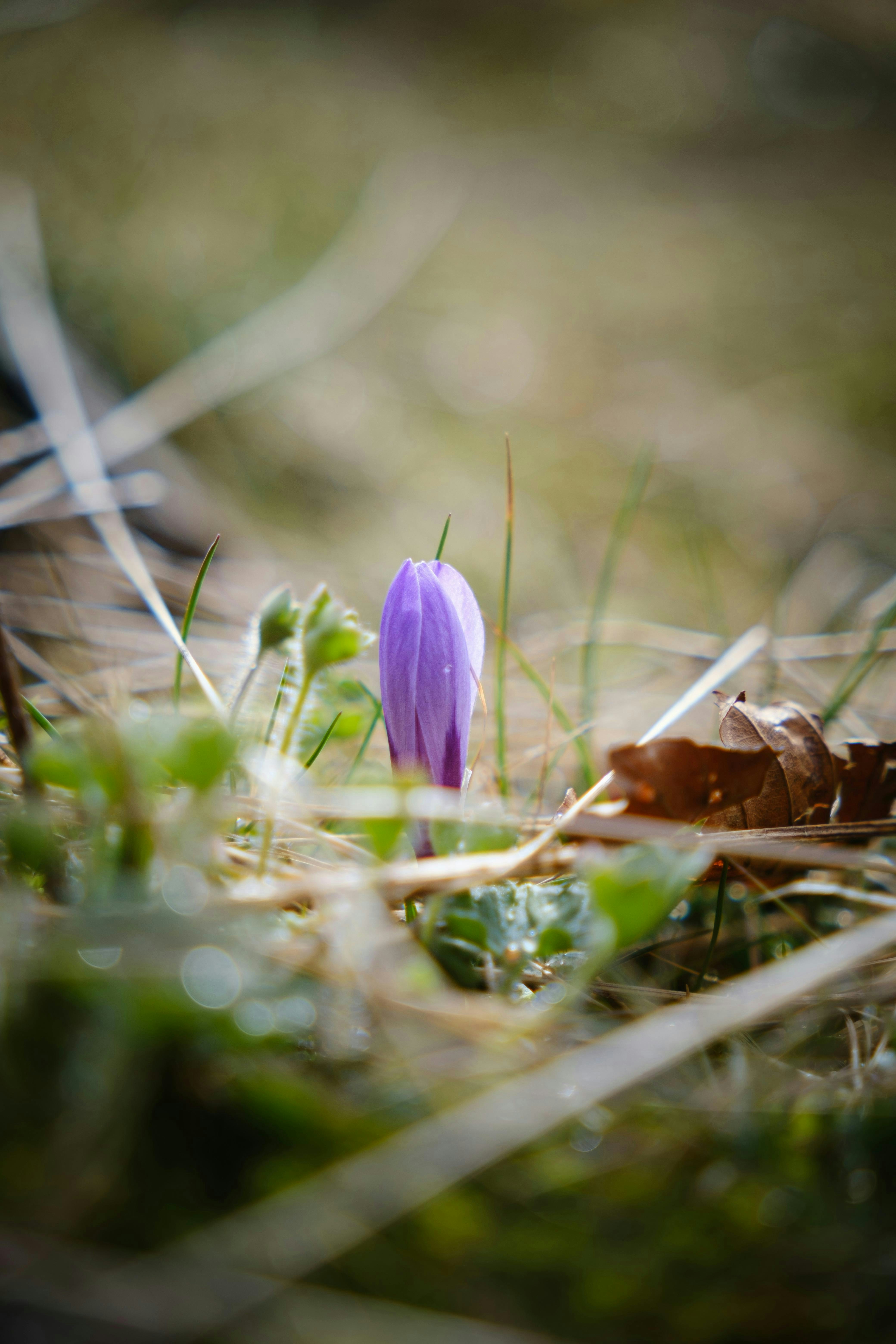 A small purple flower sitting in the grass