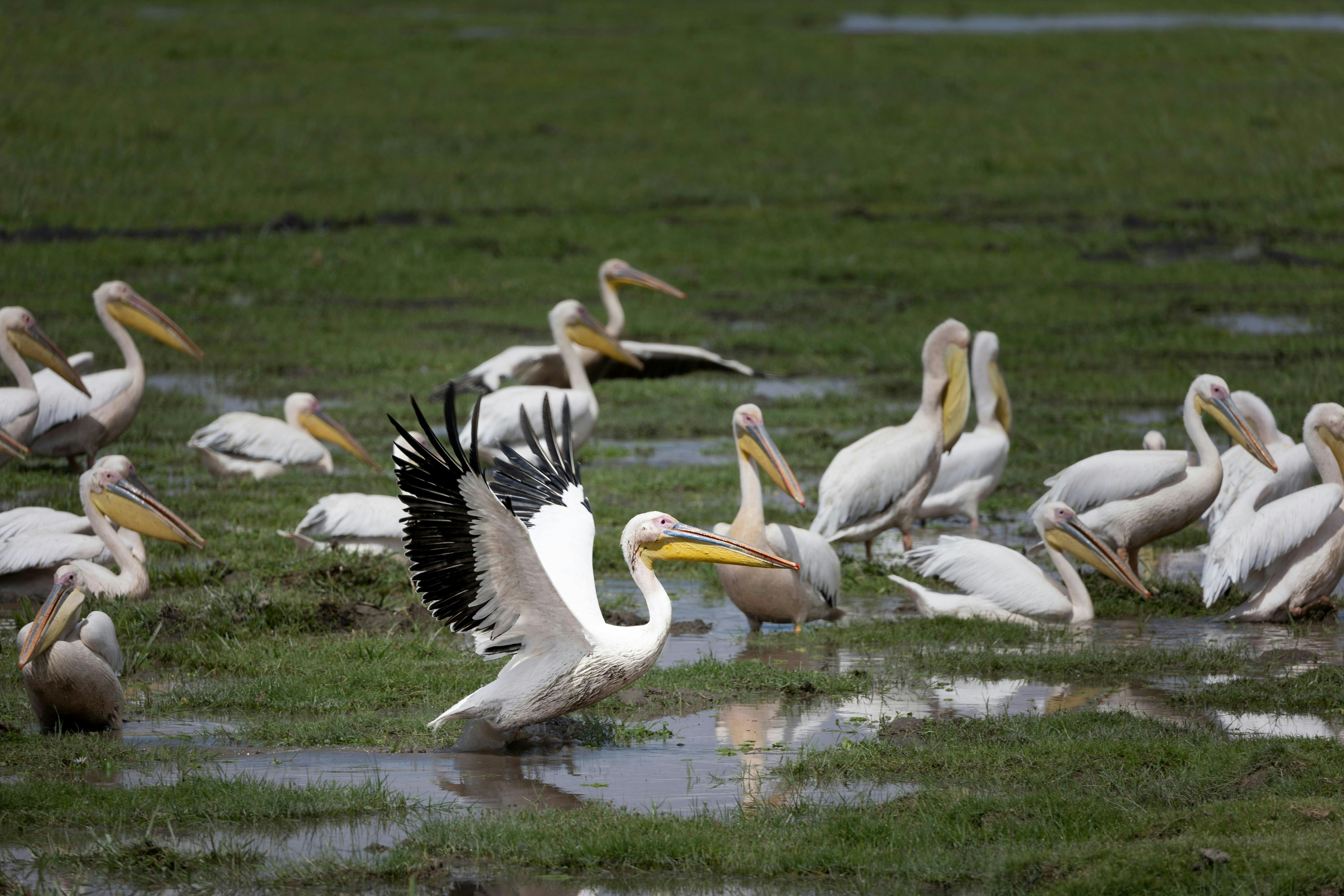 A large group of pelicans in the water