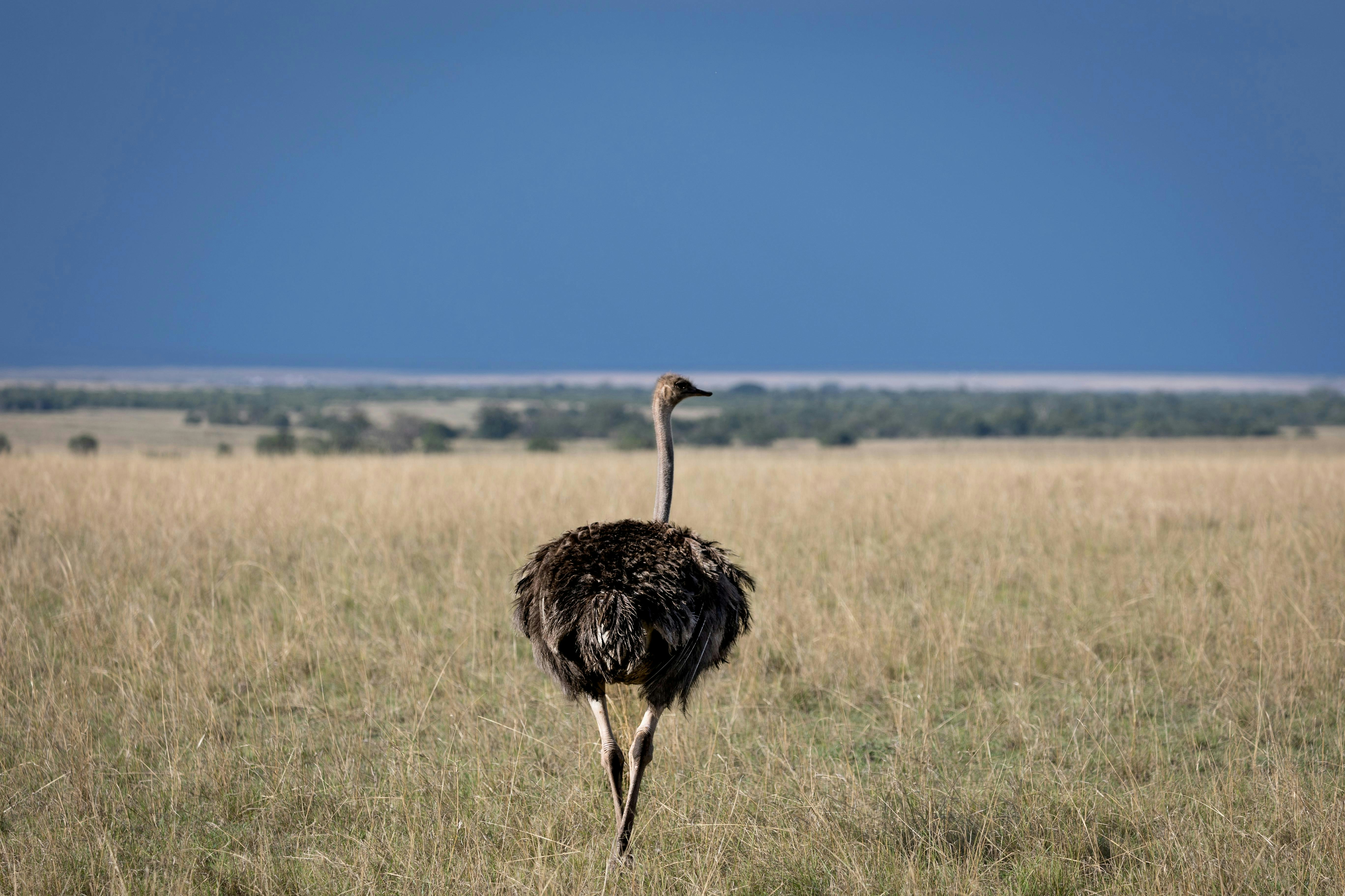 An ostrich standing in the middle of a field