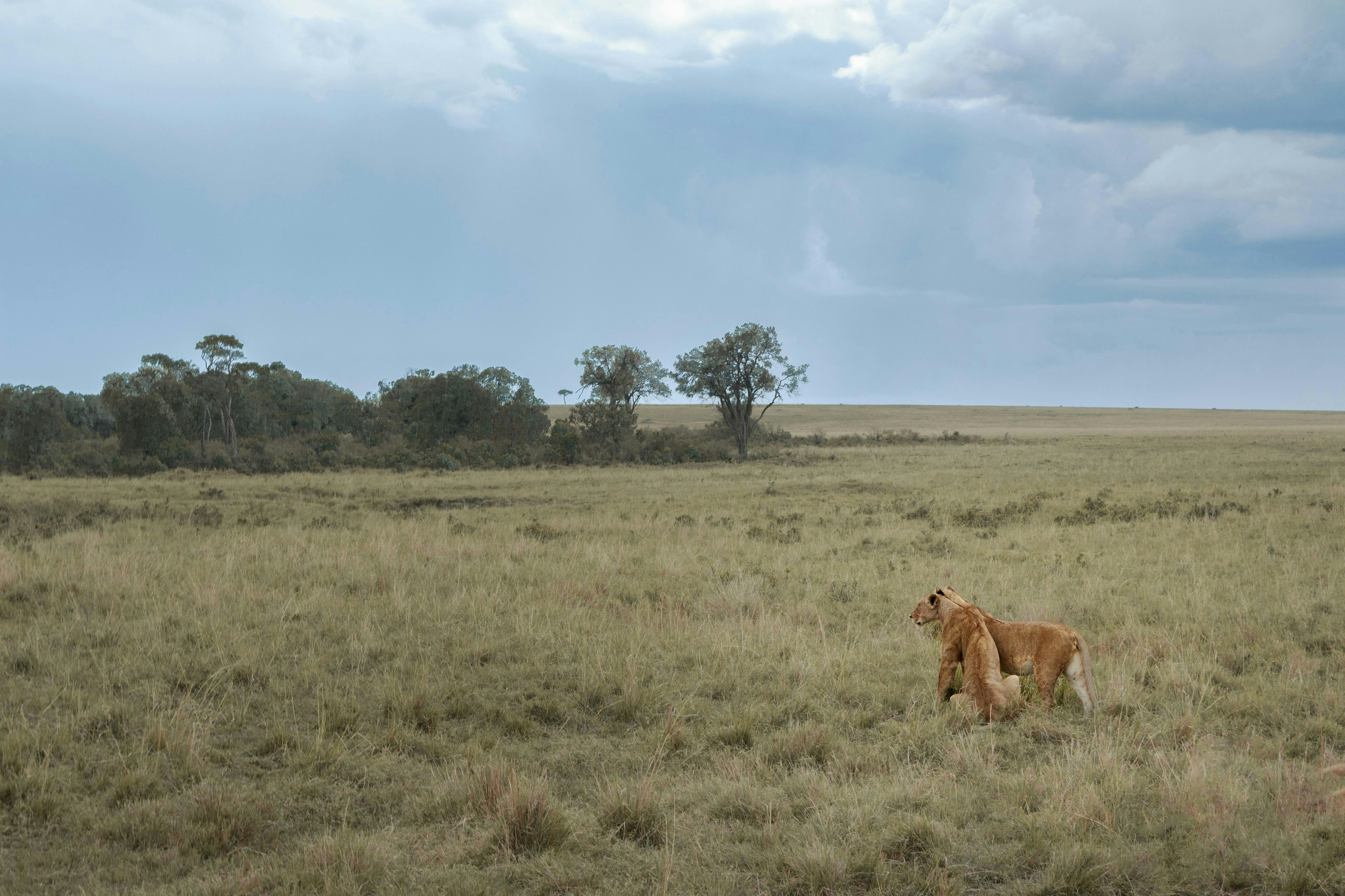 A lion walking across a grass covered field