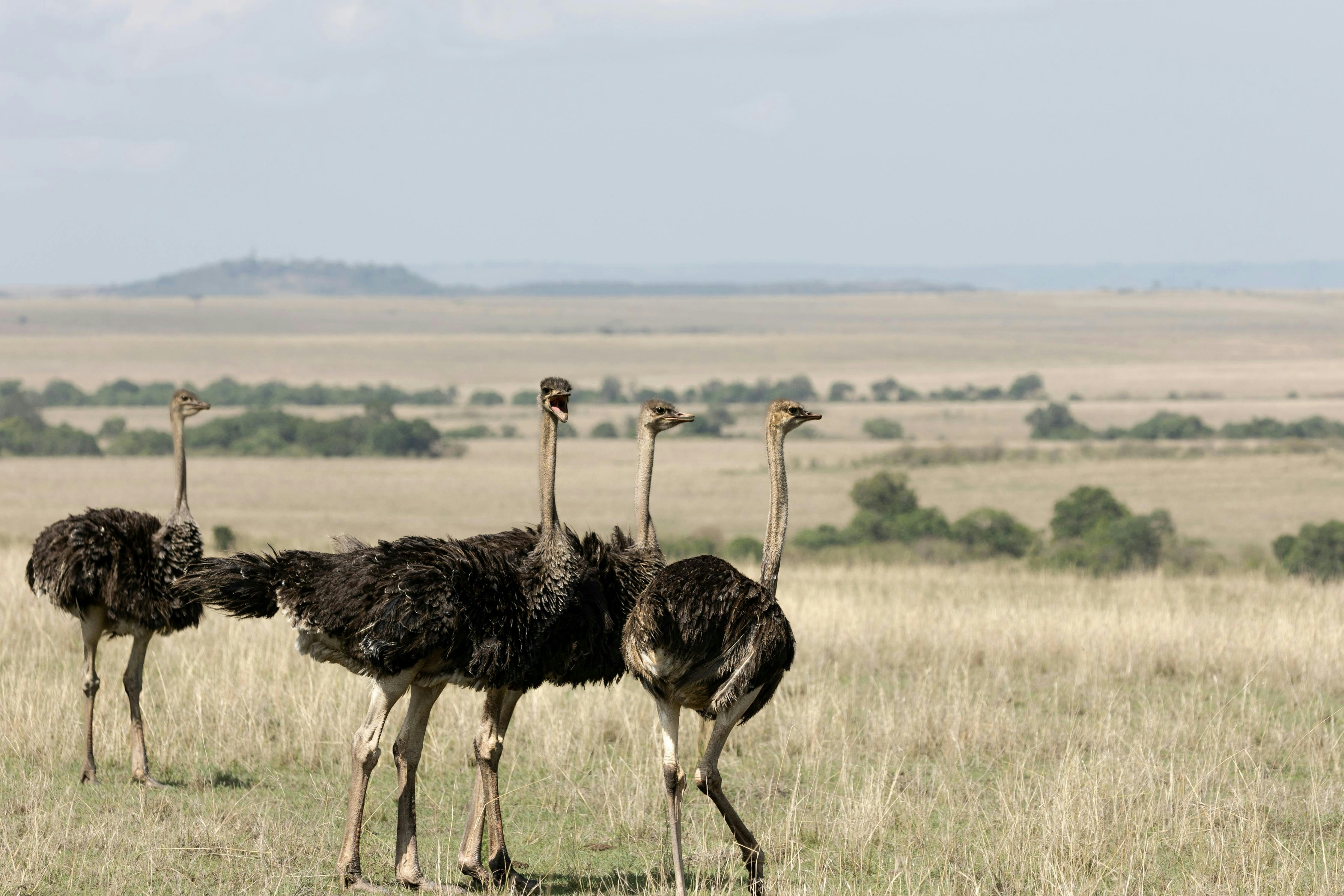 A group of ostriches walking across a dry grass field