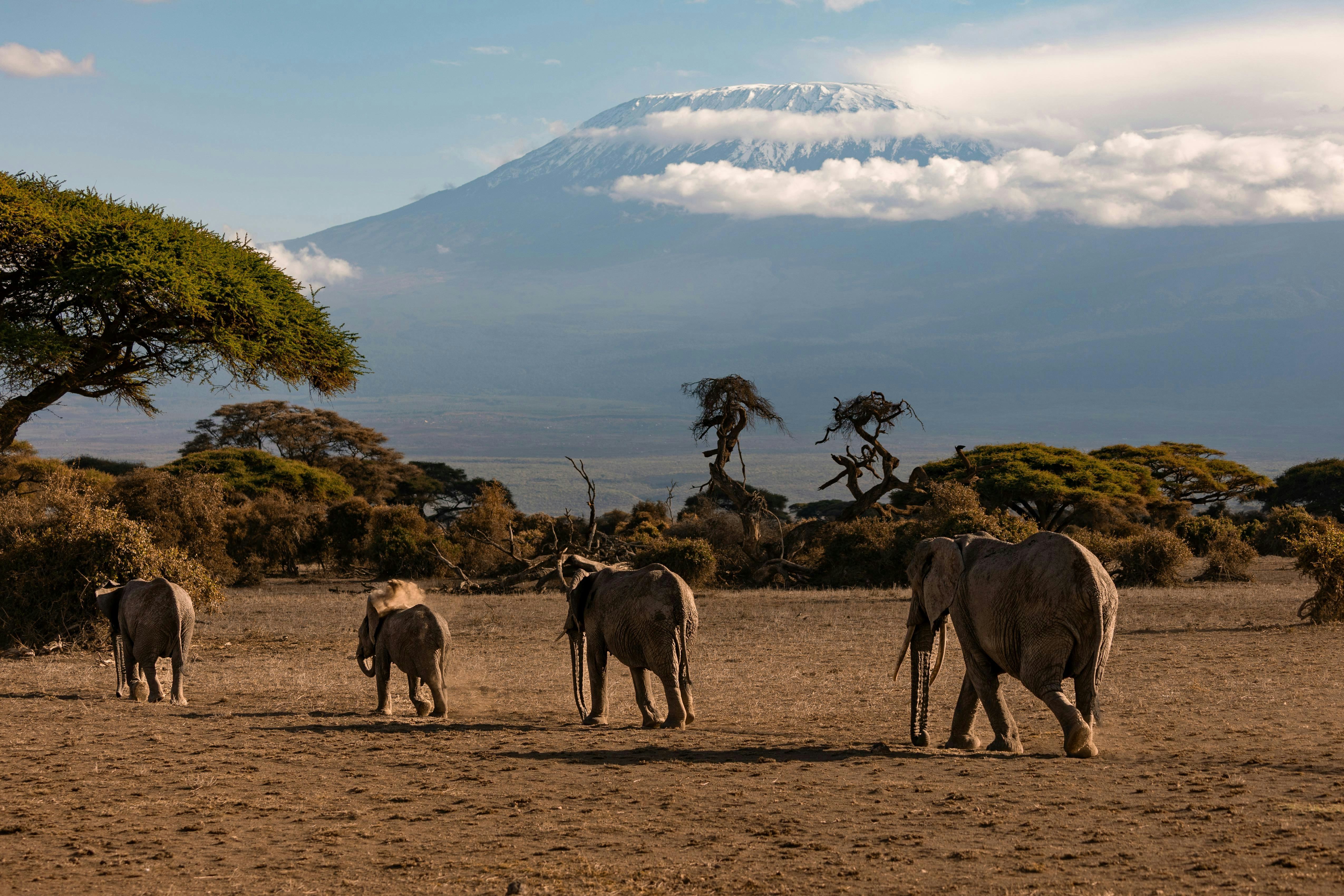 A herd of cattle walking across a dry grass field