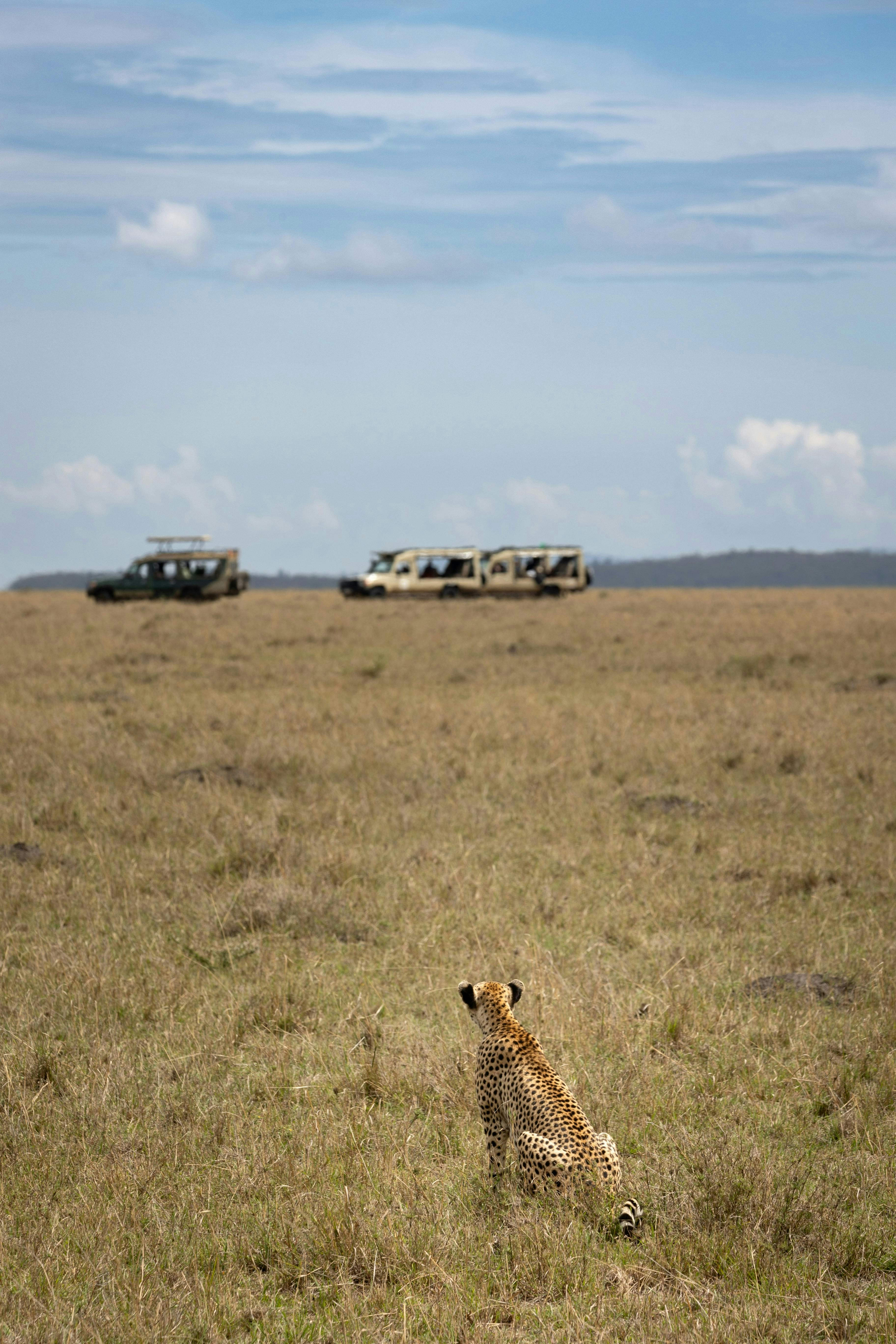 A cheetah sitting in the middle of a field