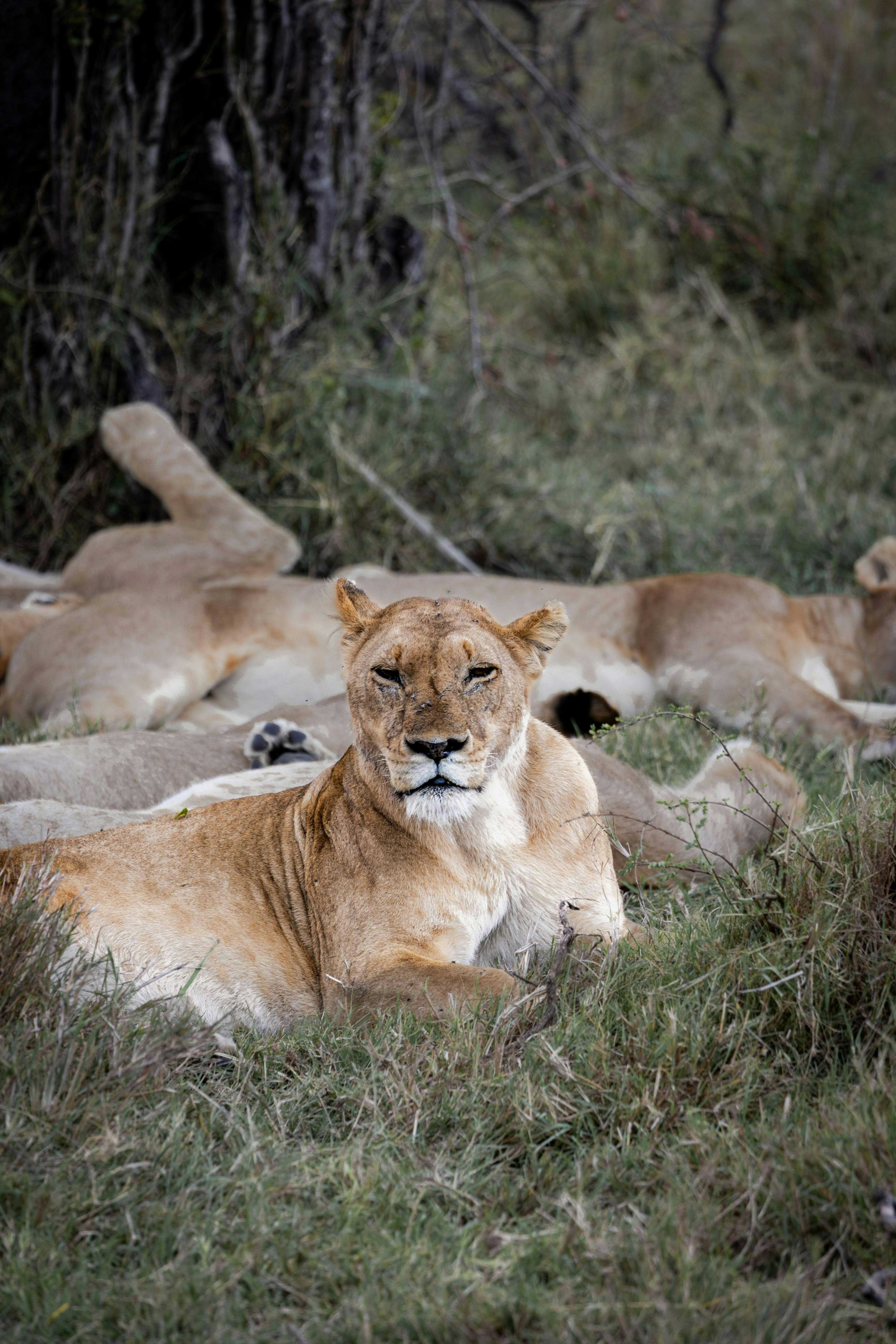 A group of lions laying down in the grass