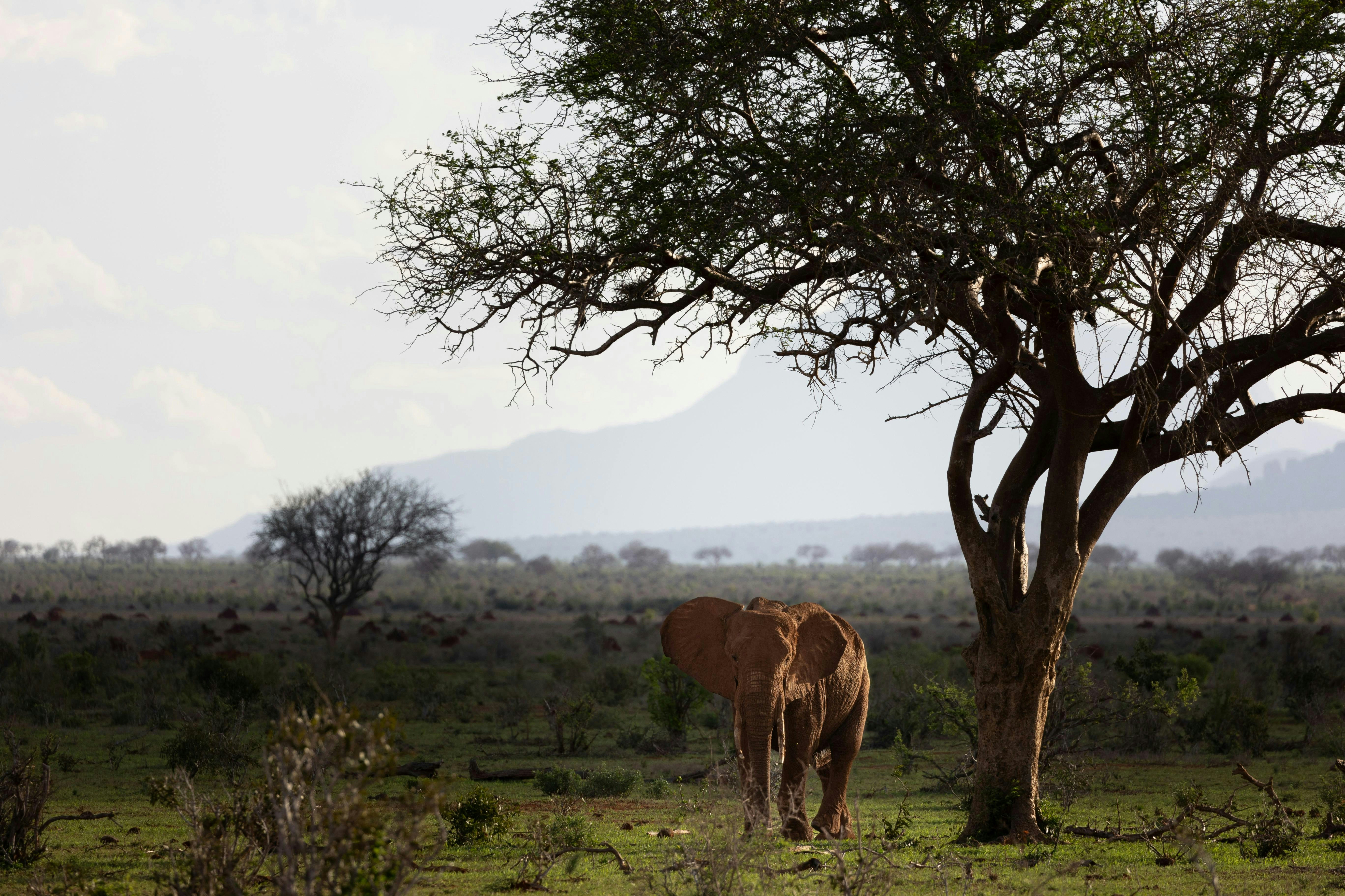 A horse standing next to a tree in a field
