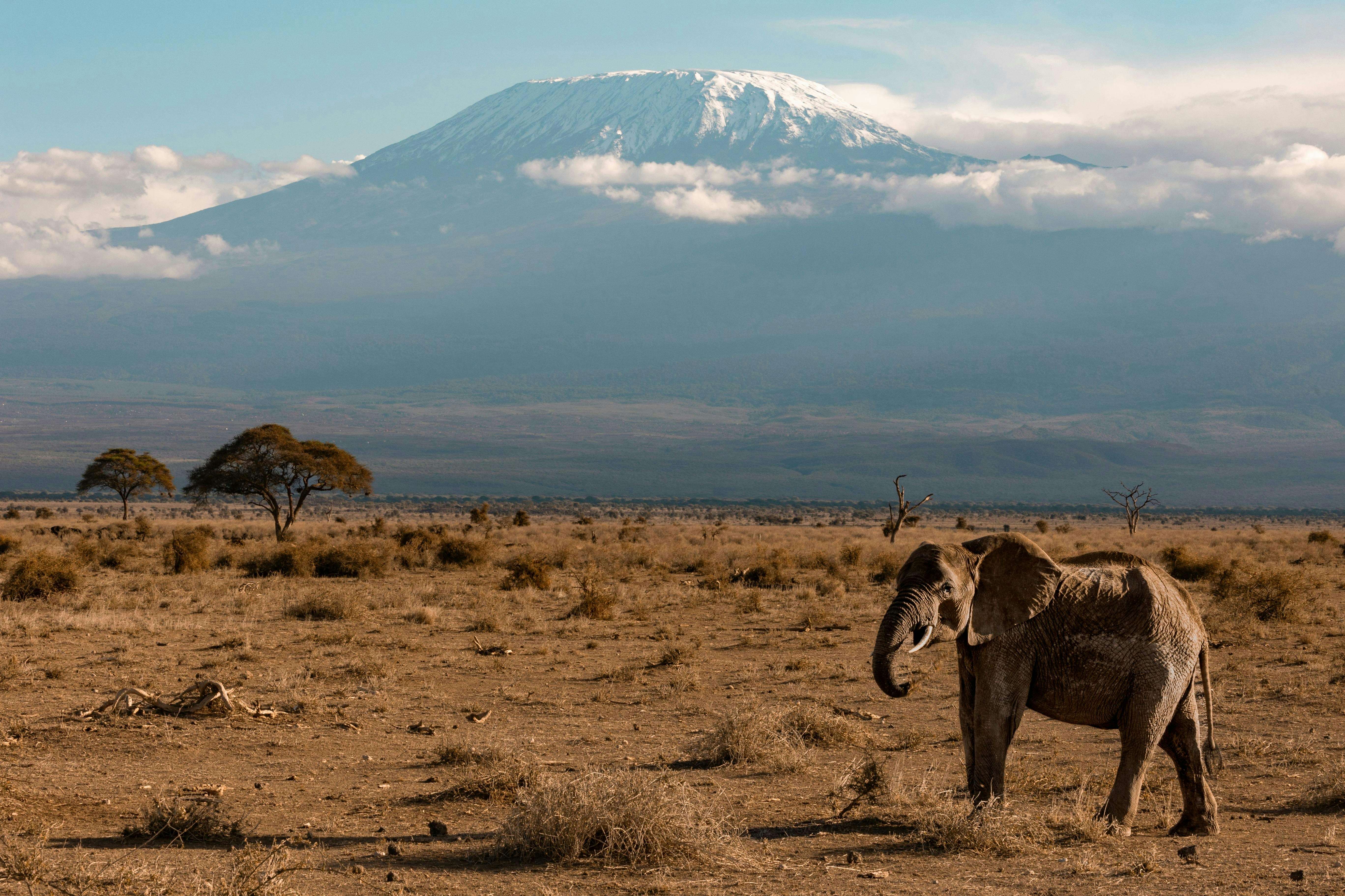 An elephant standing in a field with a mountain in the background