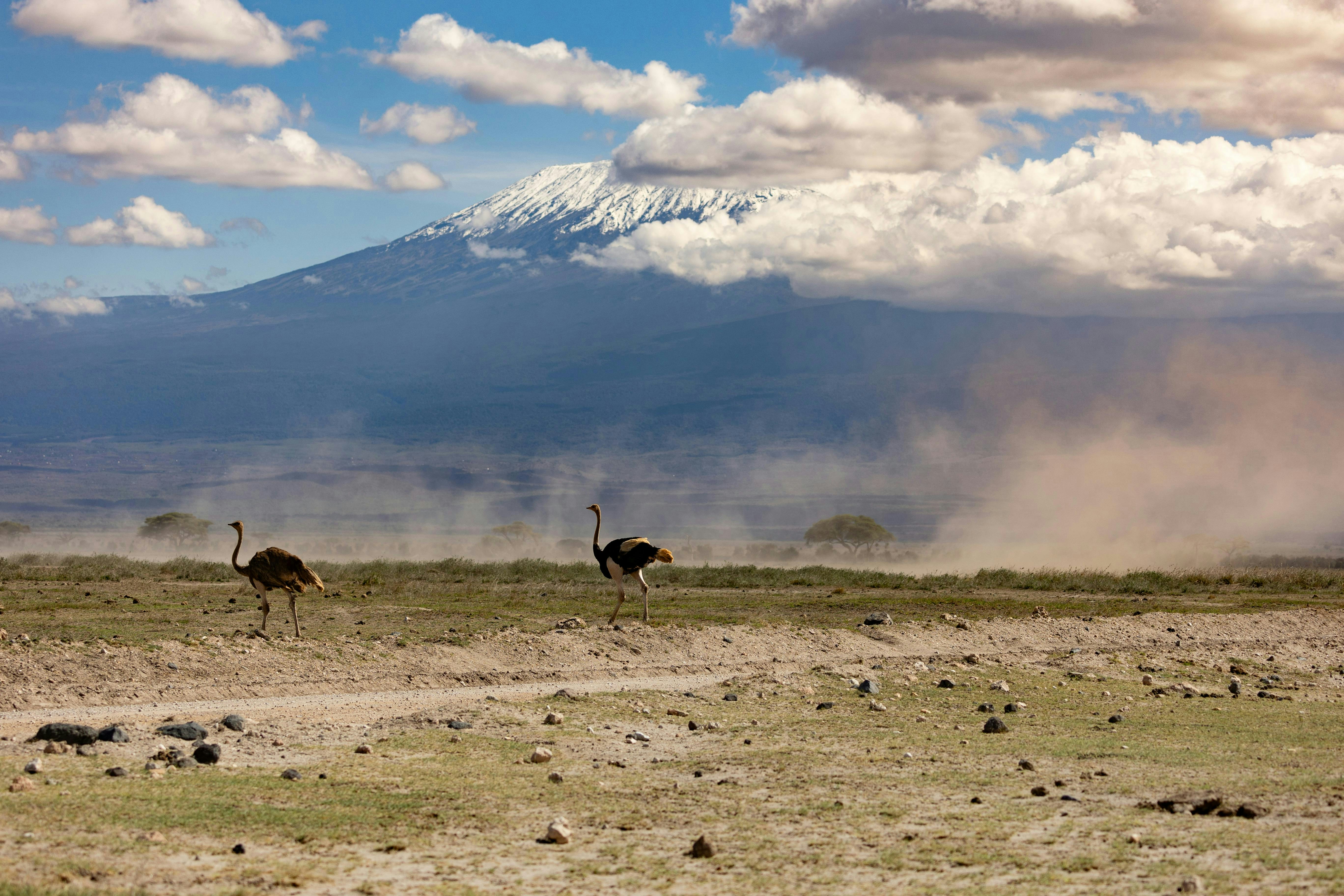 Two ostriches walking in a field with a mountain in the background