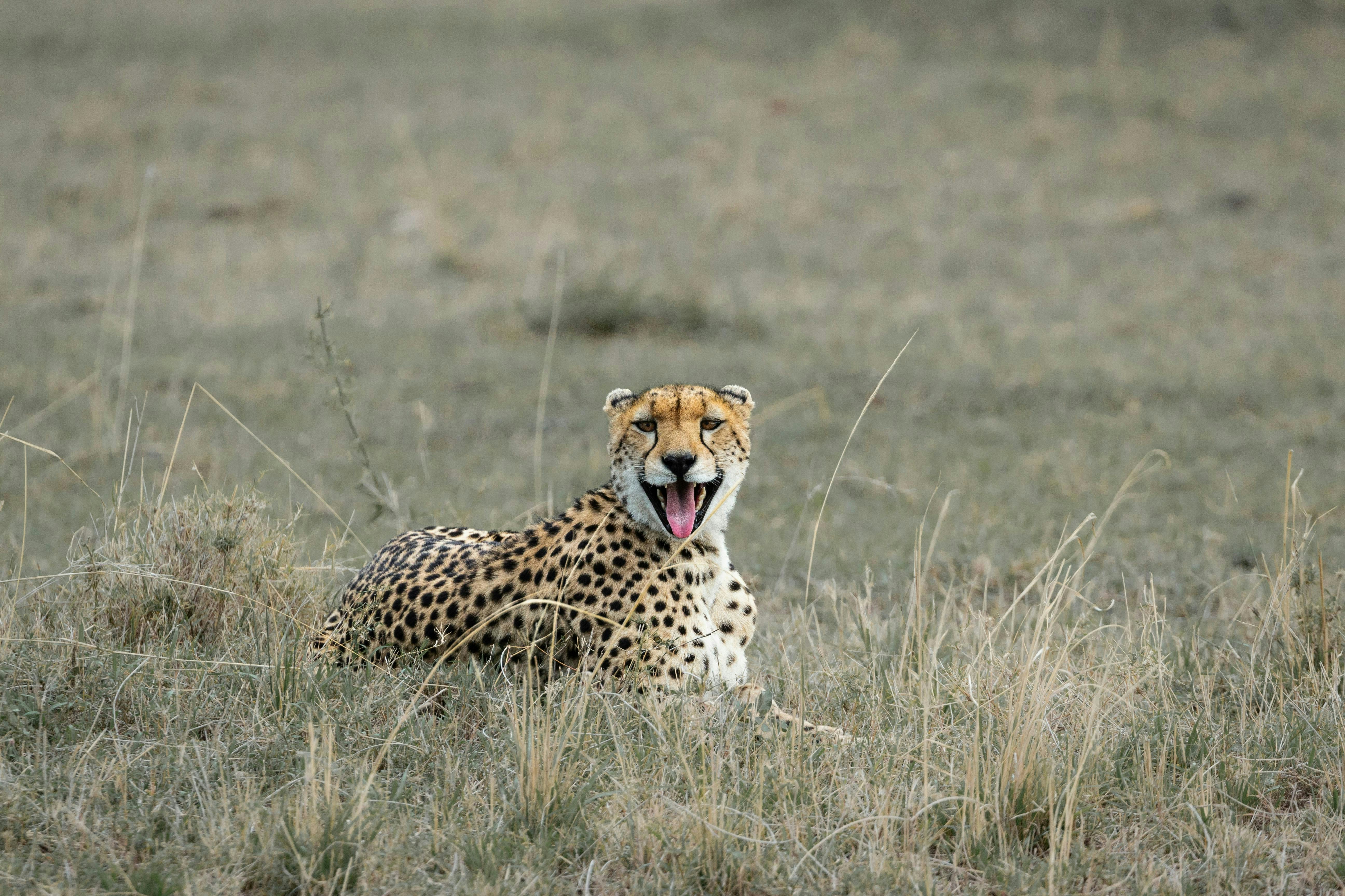 A cheetah laying in a field with its tongue out
