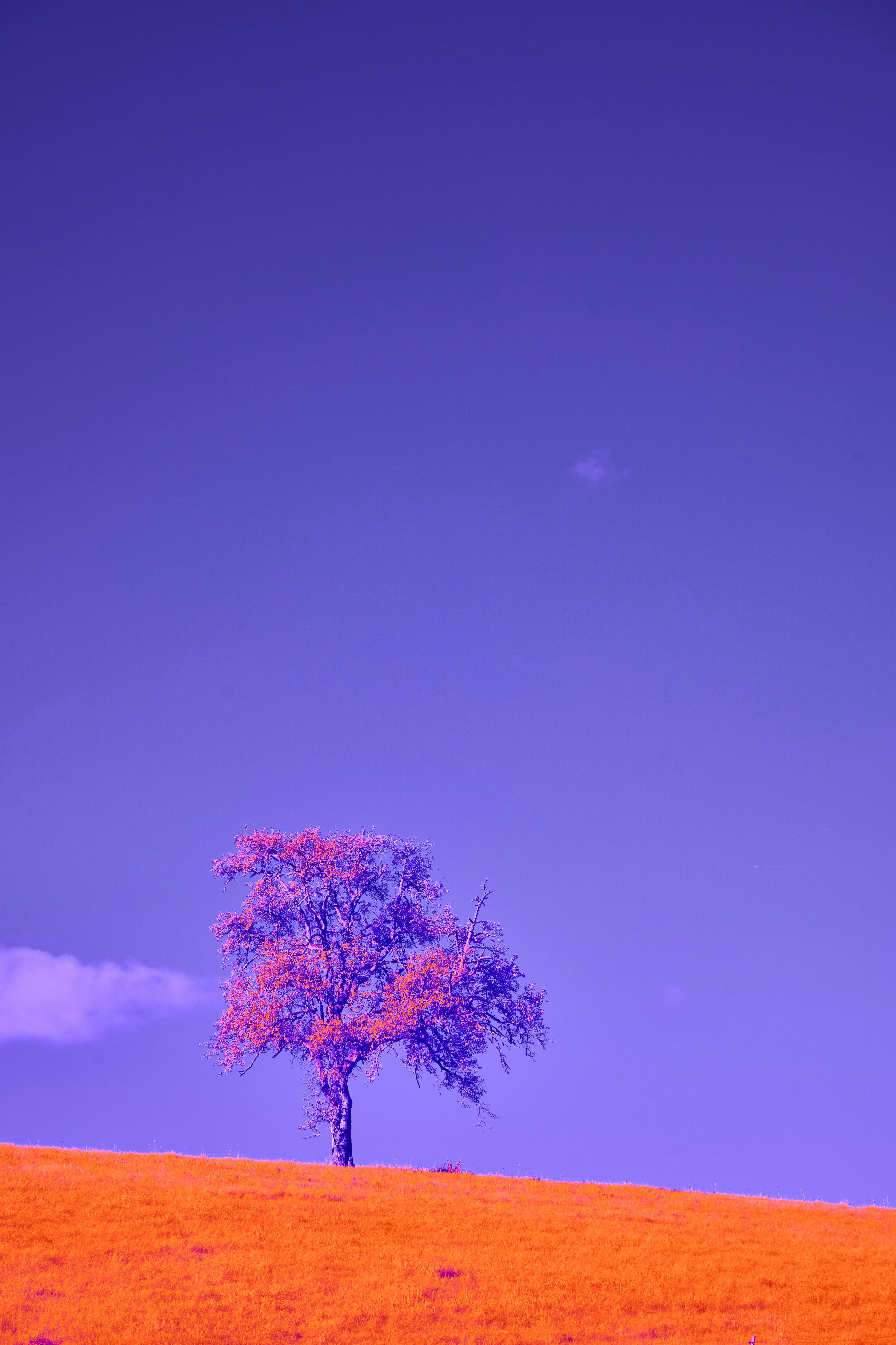 Photo by wolfgang_hasselmann