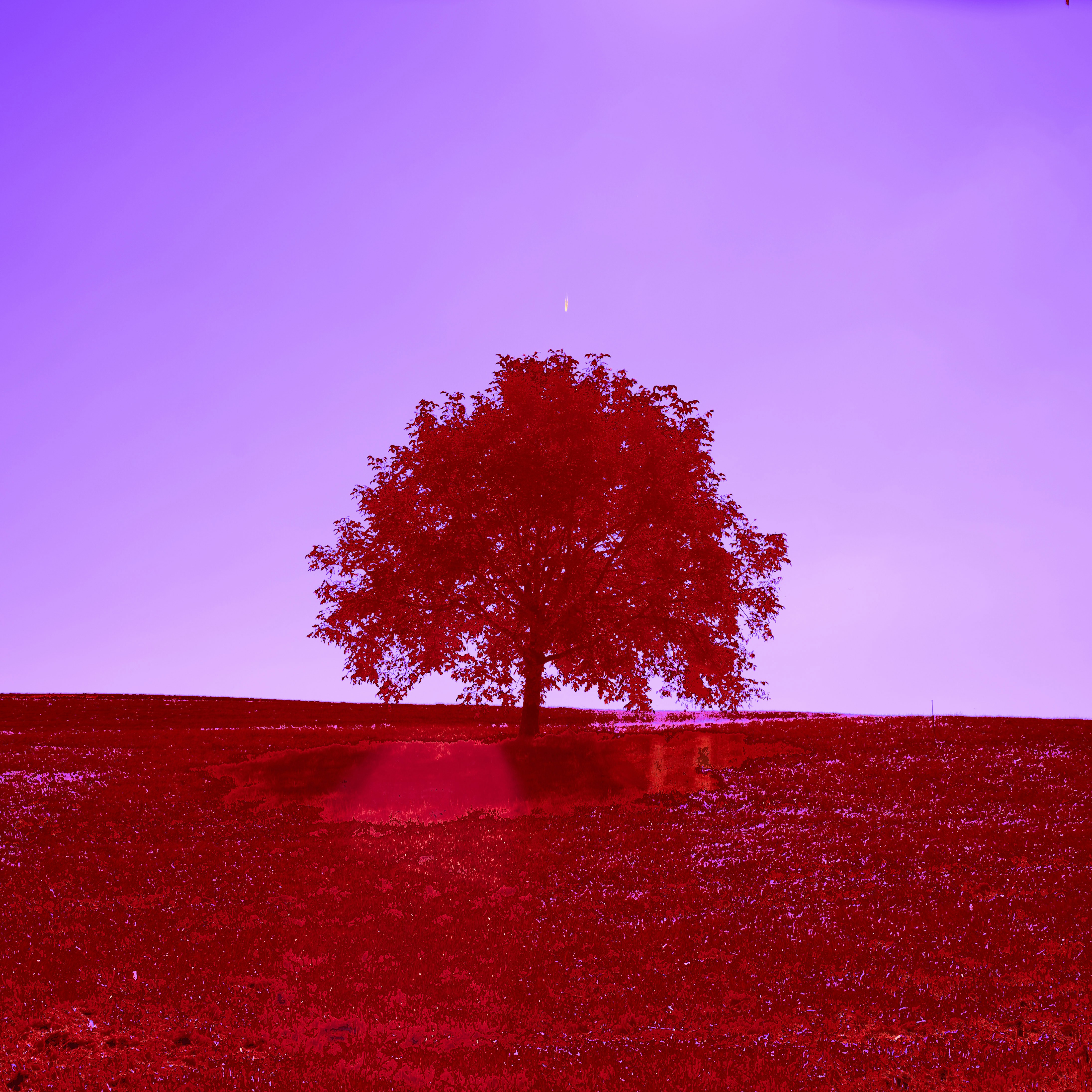 Photo by wolfgang_hasselmann