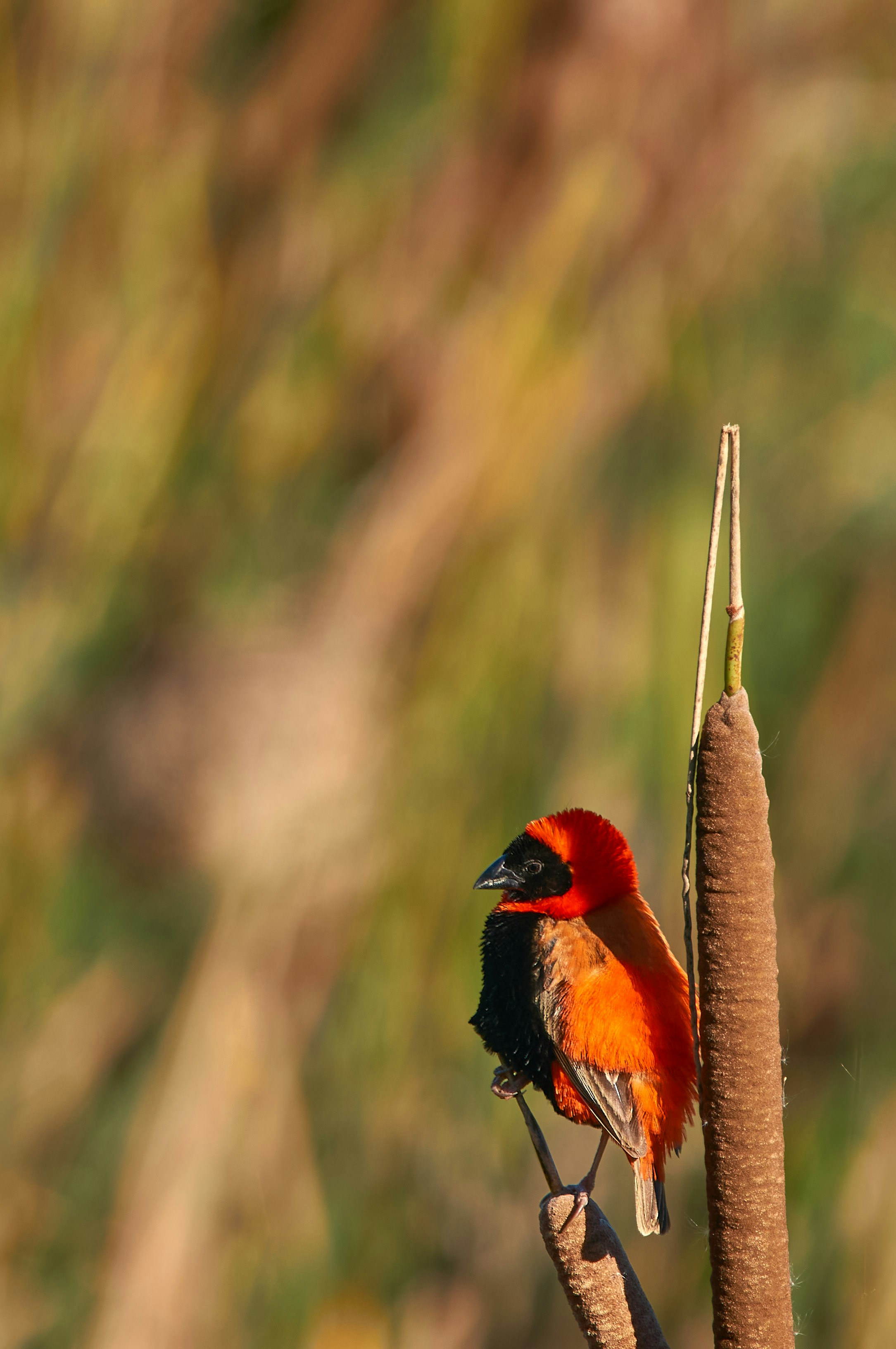 Photo by wolfgang_hasselmann