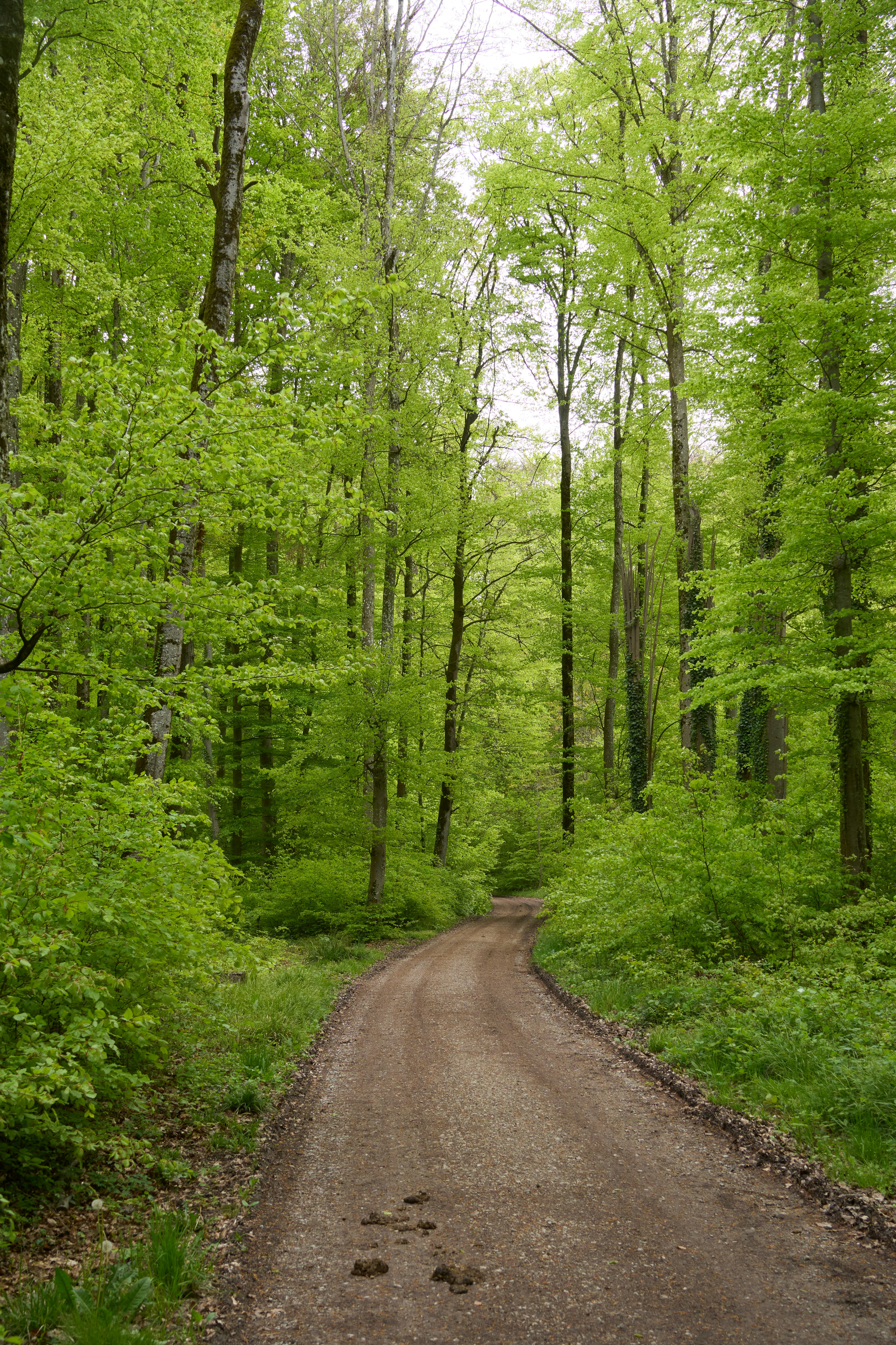 Photo by wolfgang_hasselmann