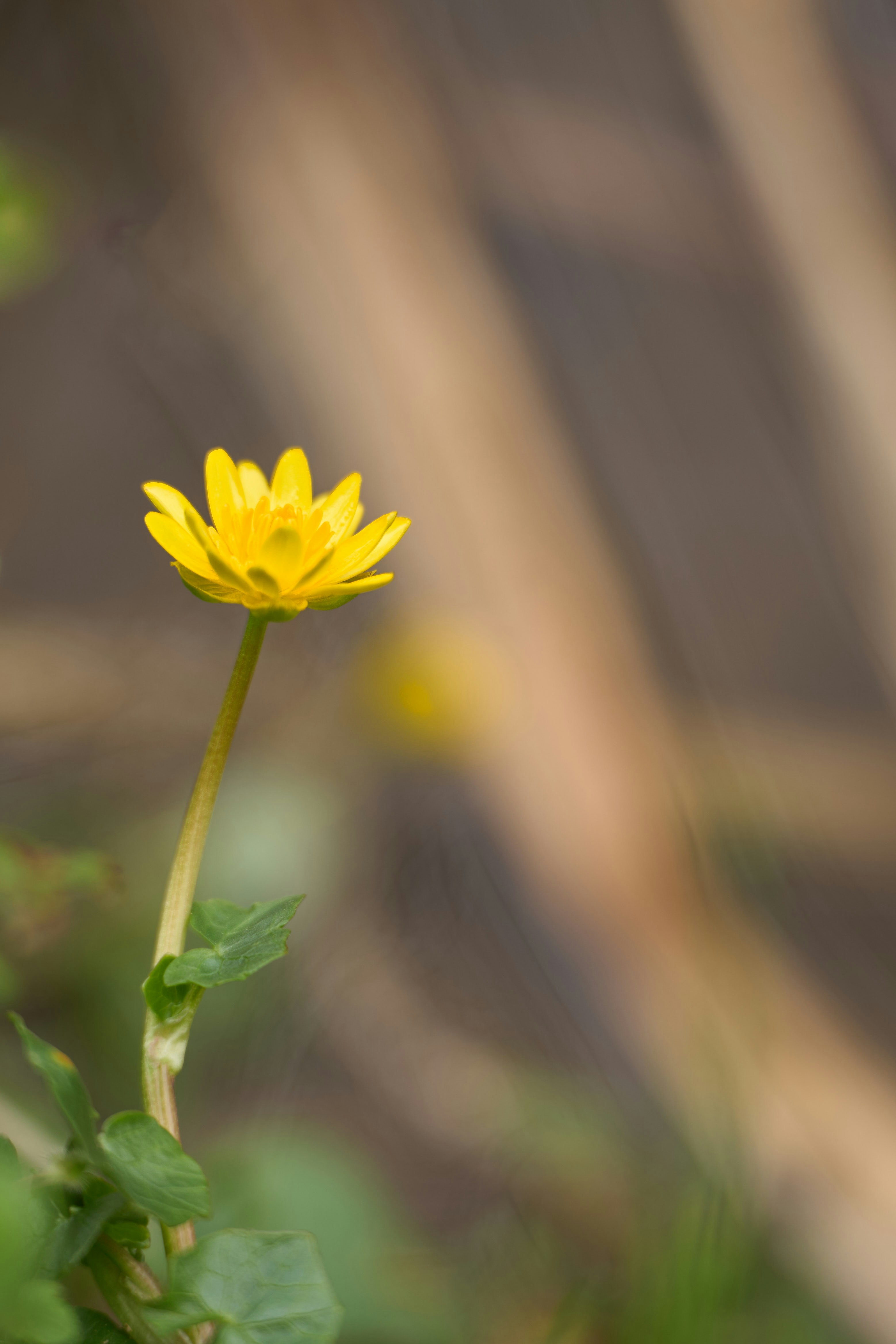 Photo by wolfgang_hasselmann