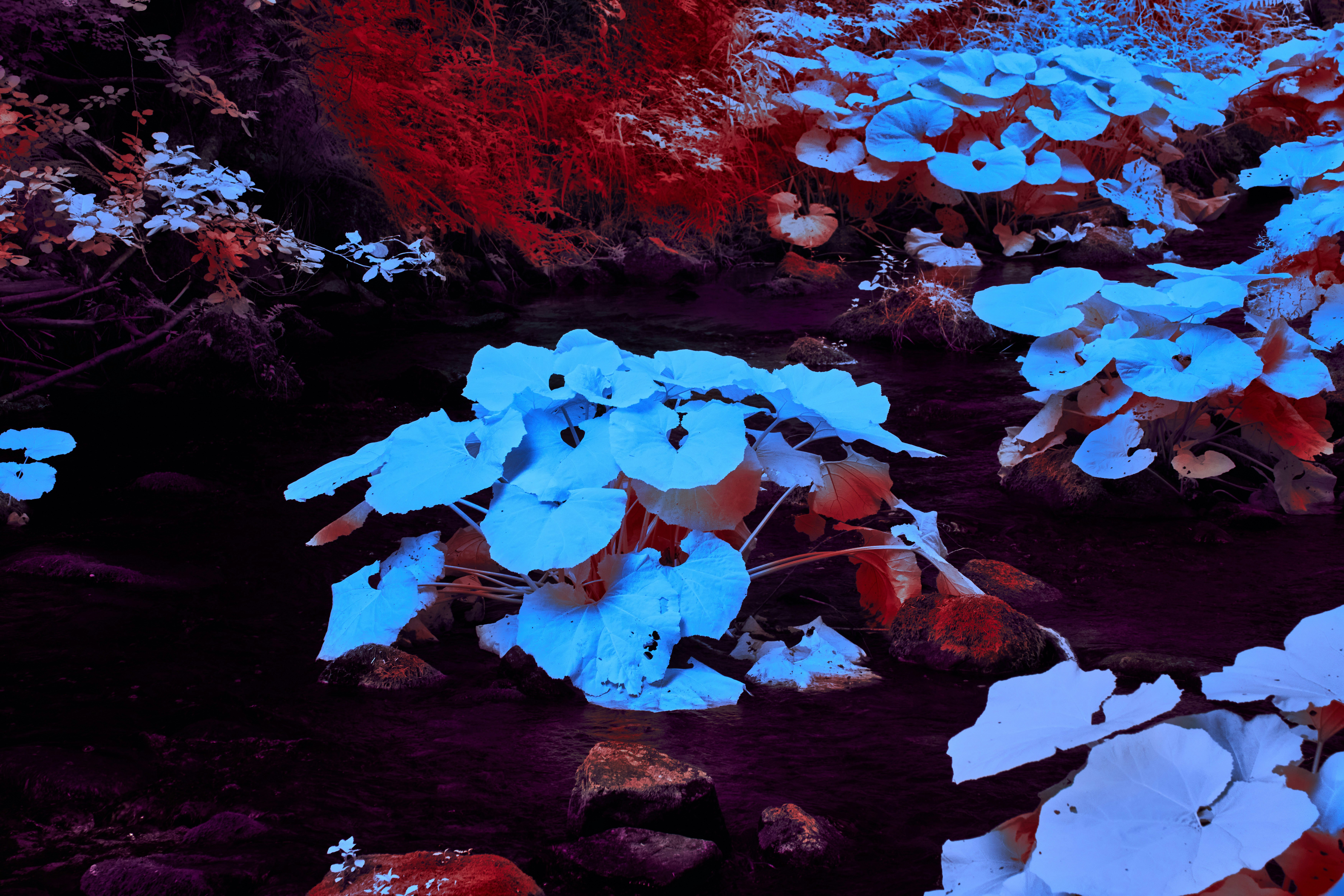 Photo by wolfgang_hasselmann