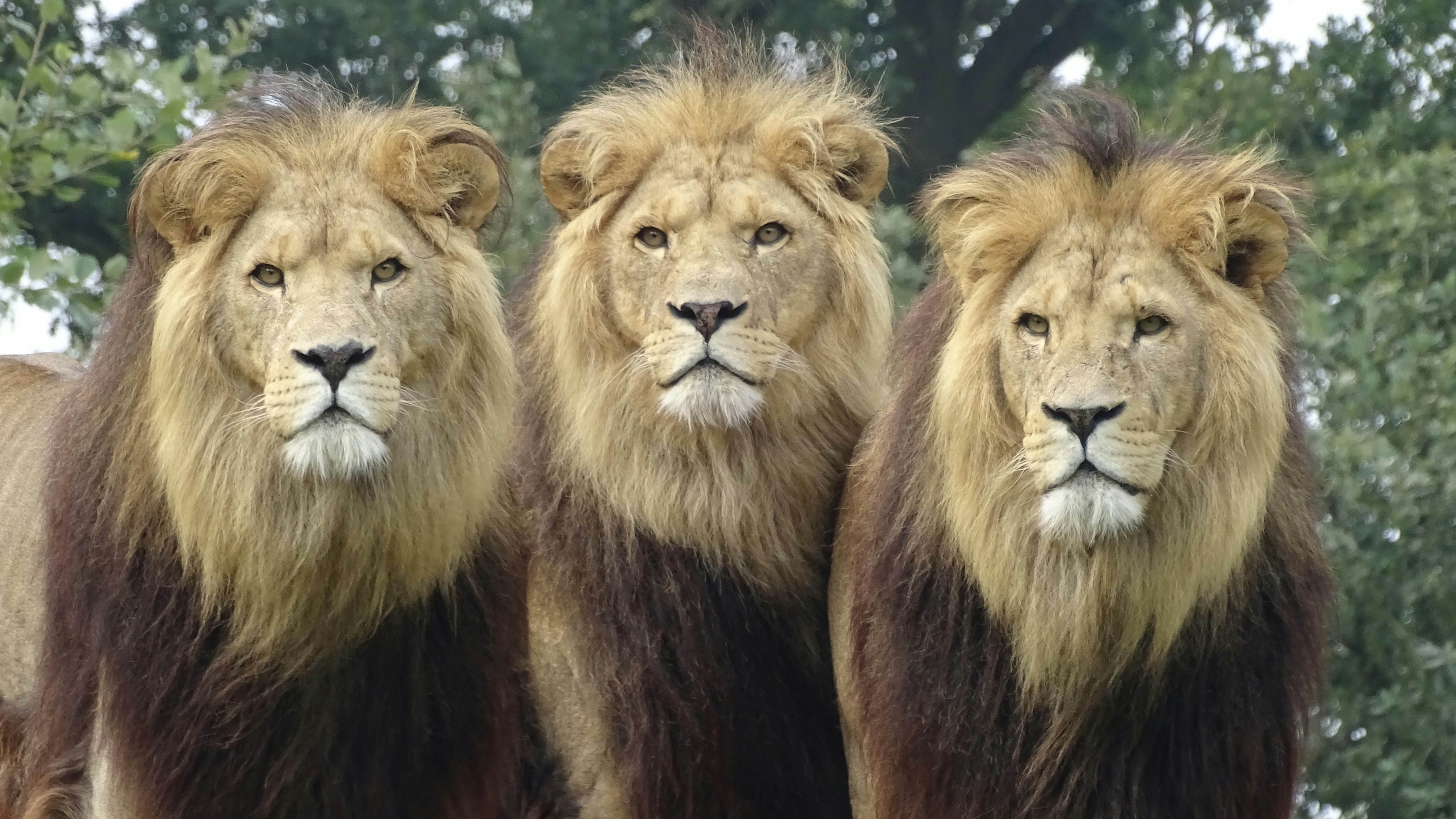 Afbeelding van Overloon