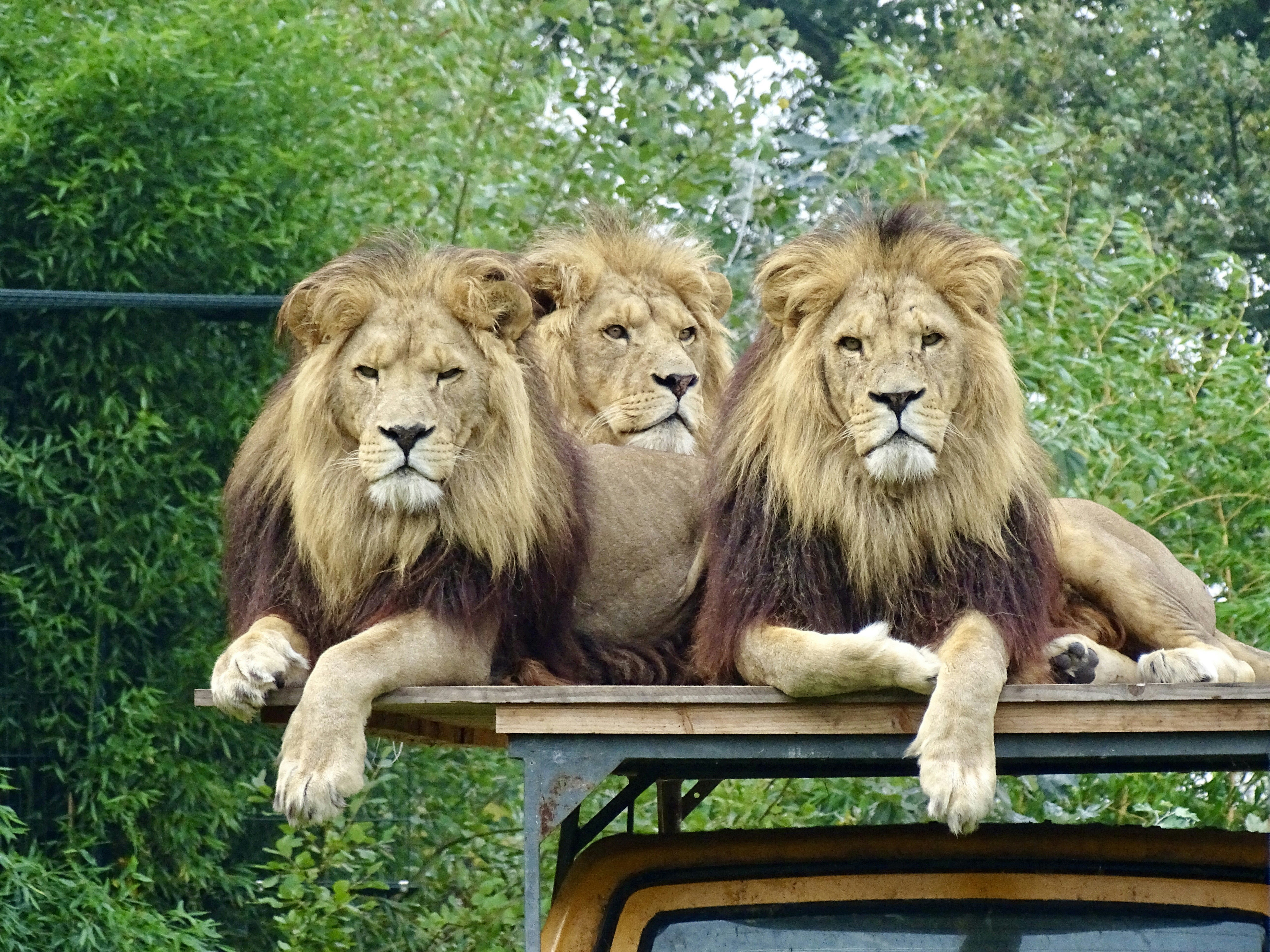 Blood Brothers or Bitter Rivals (image credits: unsplash)