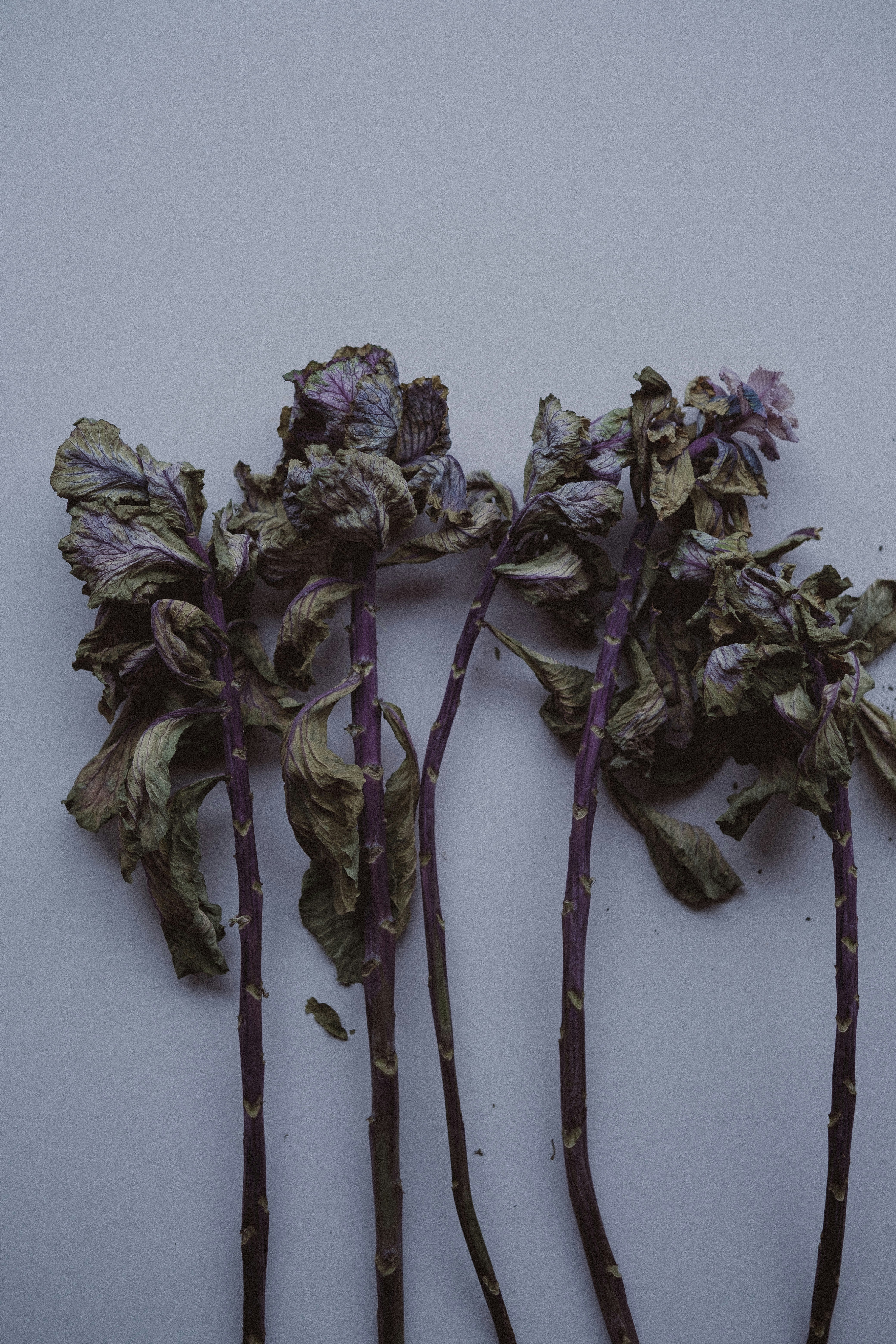 Photo by 360floralflaves