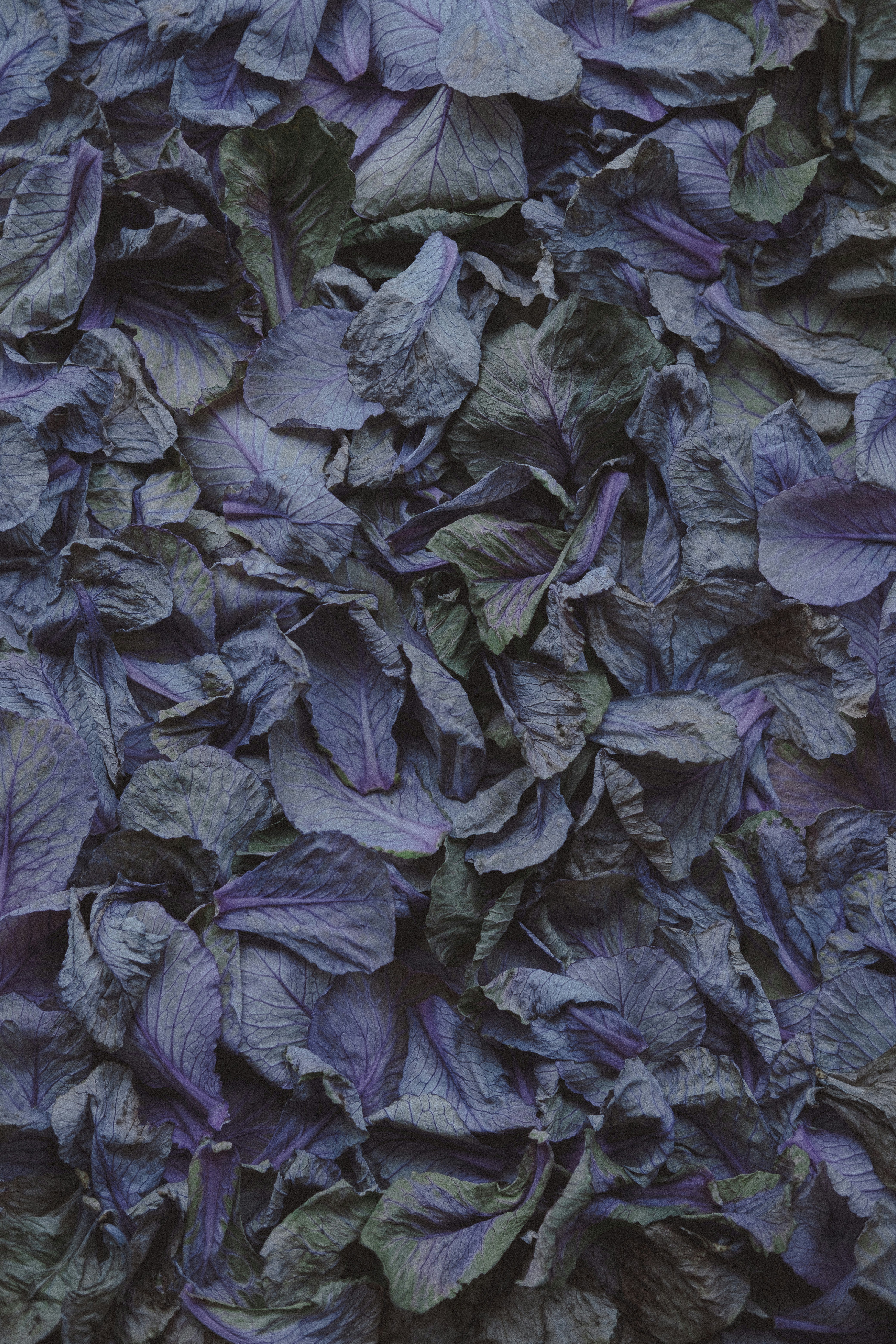 A close up of a bunch of purple leaves