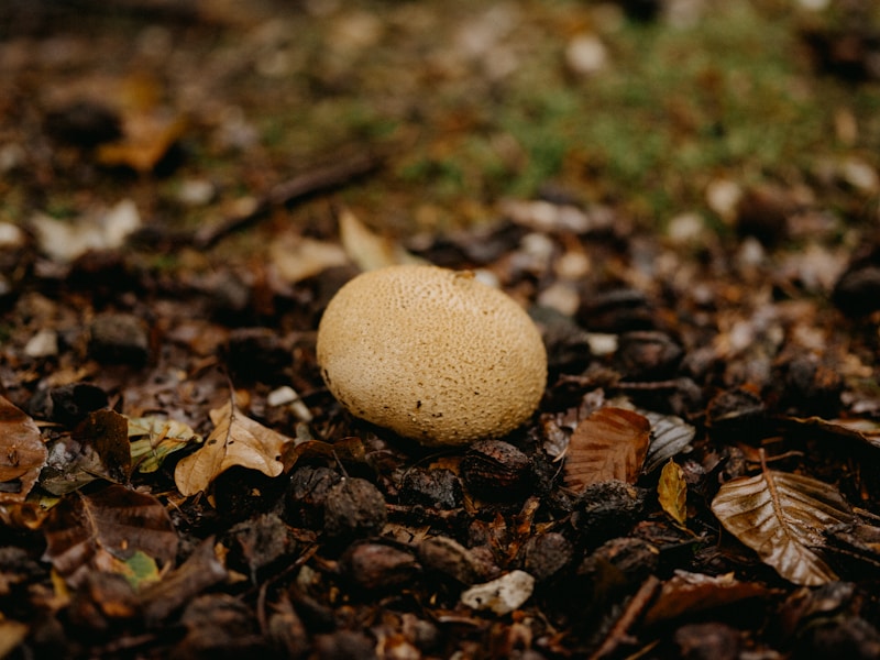 Puffball