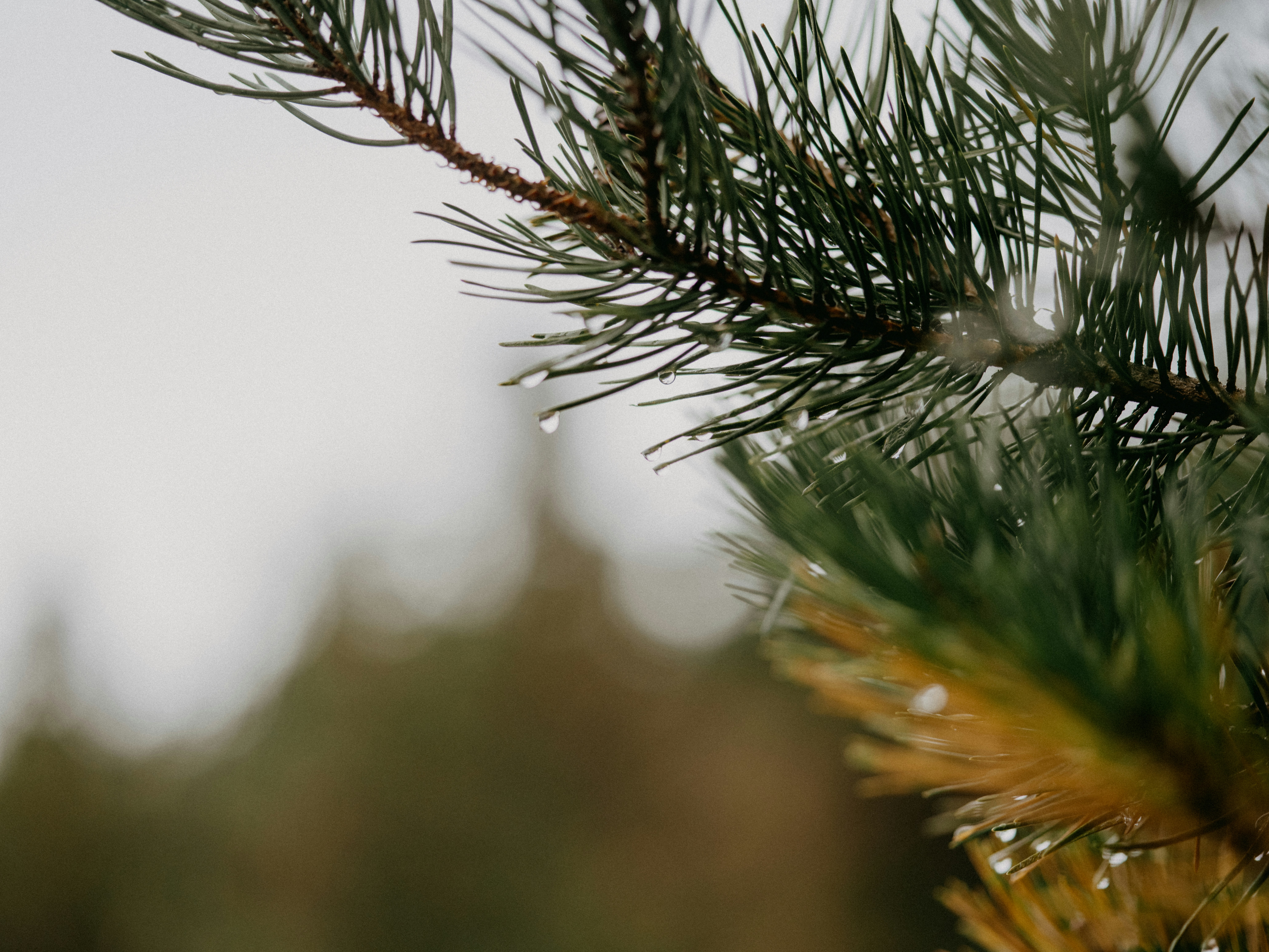 Photo by anniespratt