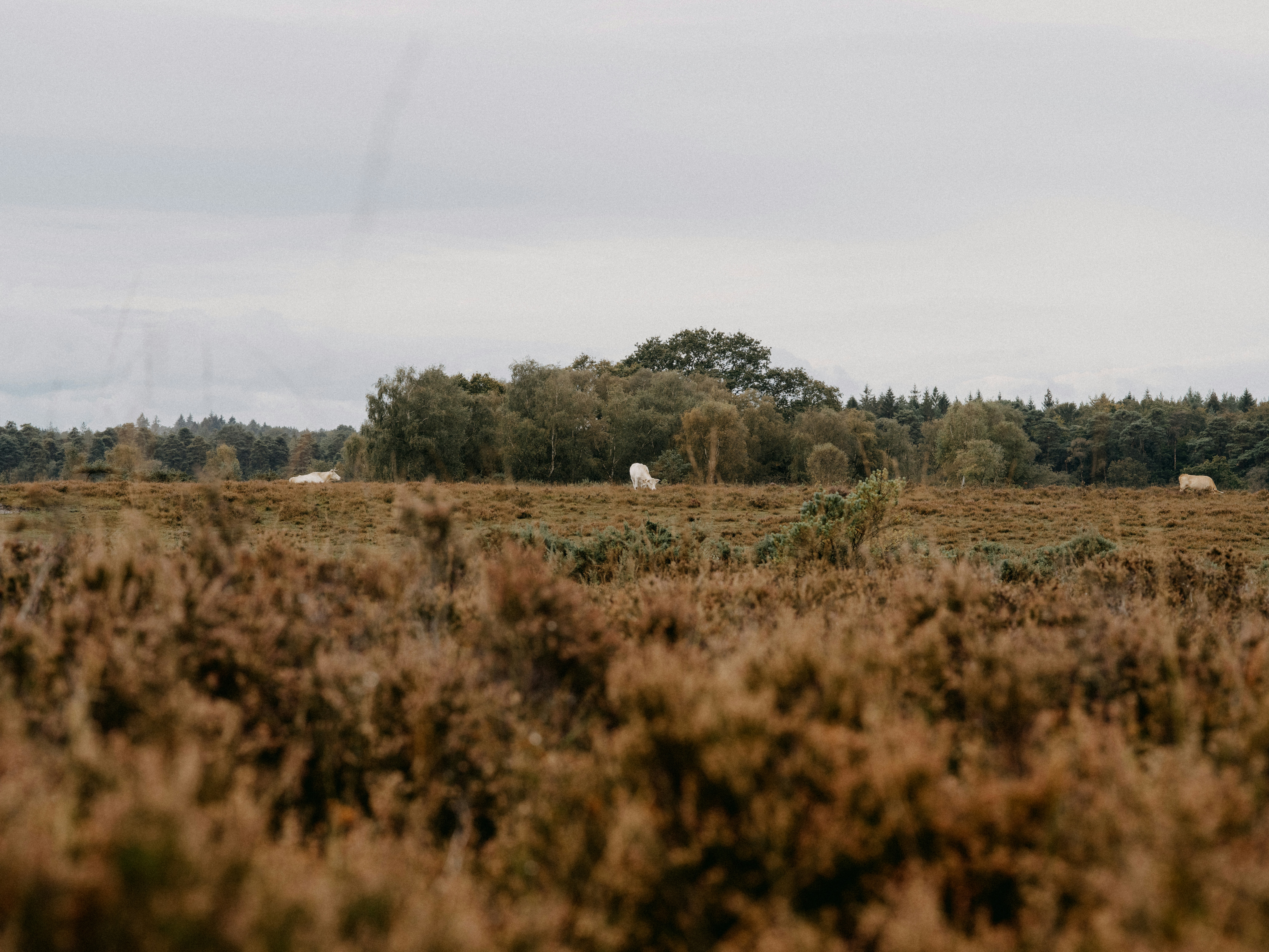 Photo by anniespratt