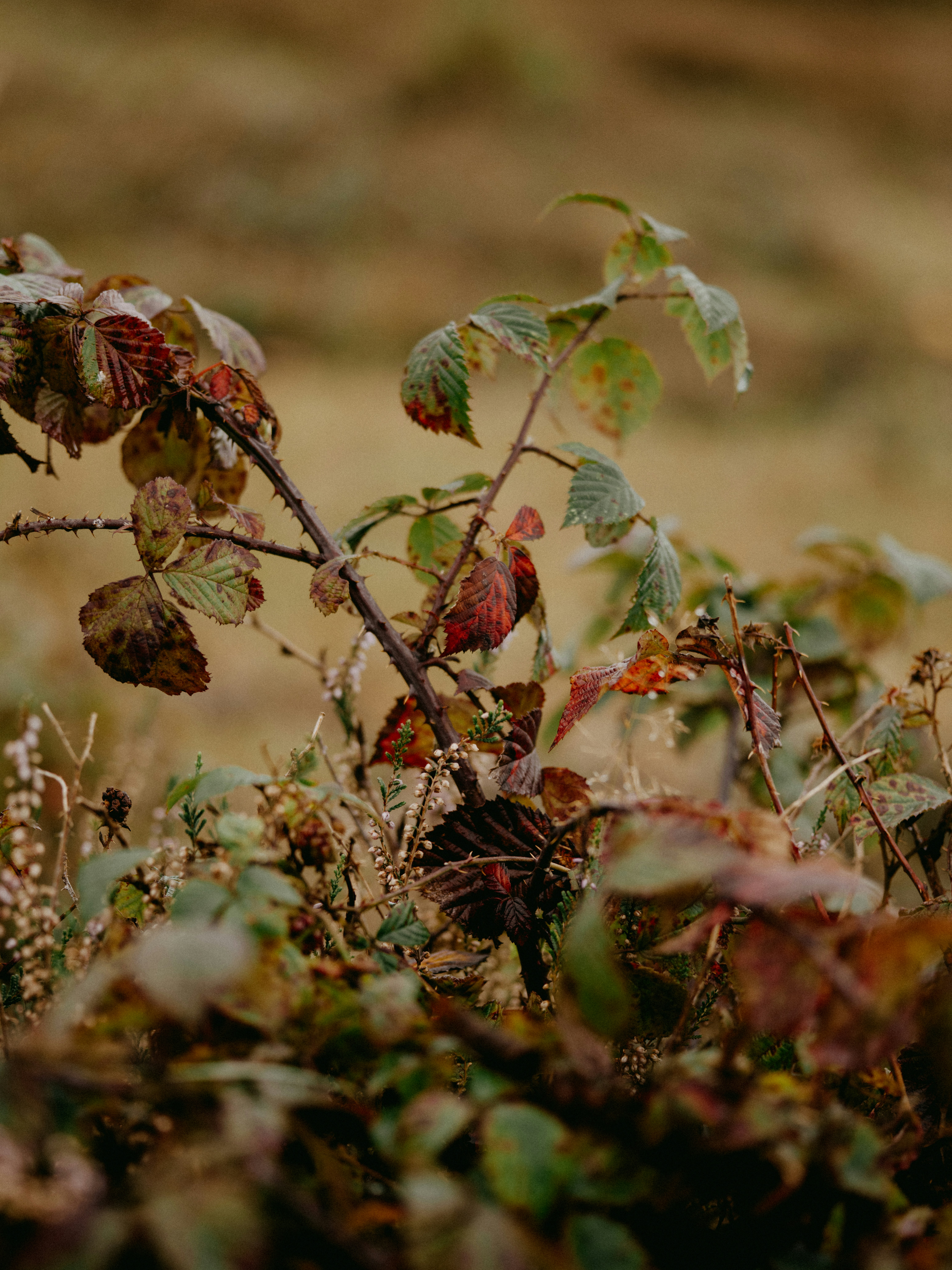 Photo by anniespratt