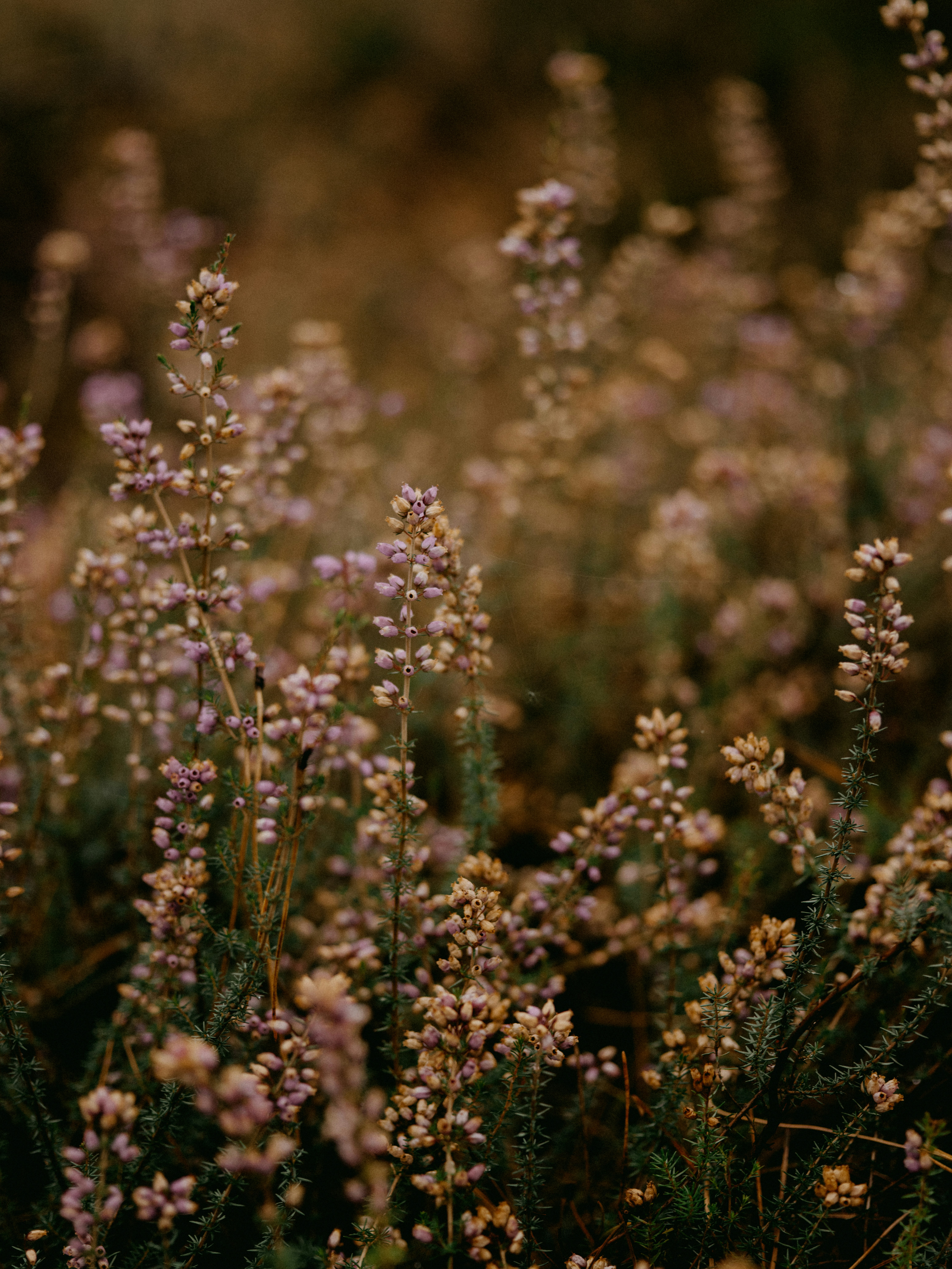 Photo by anniespratt