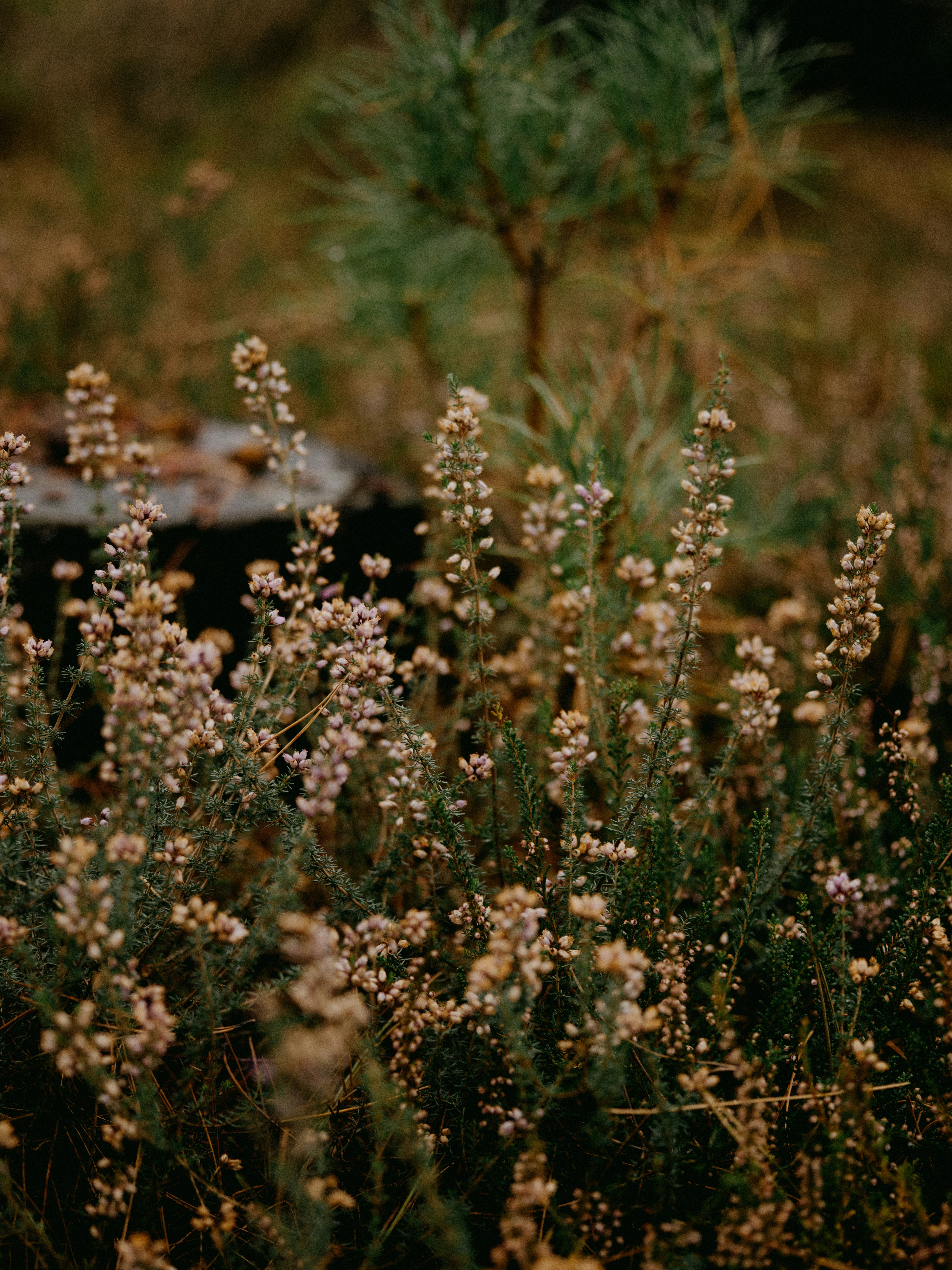 Photo by anniespratt