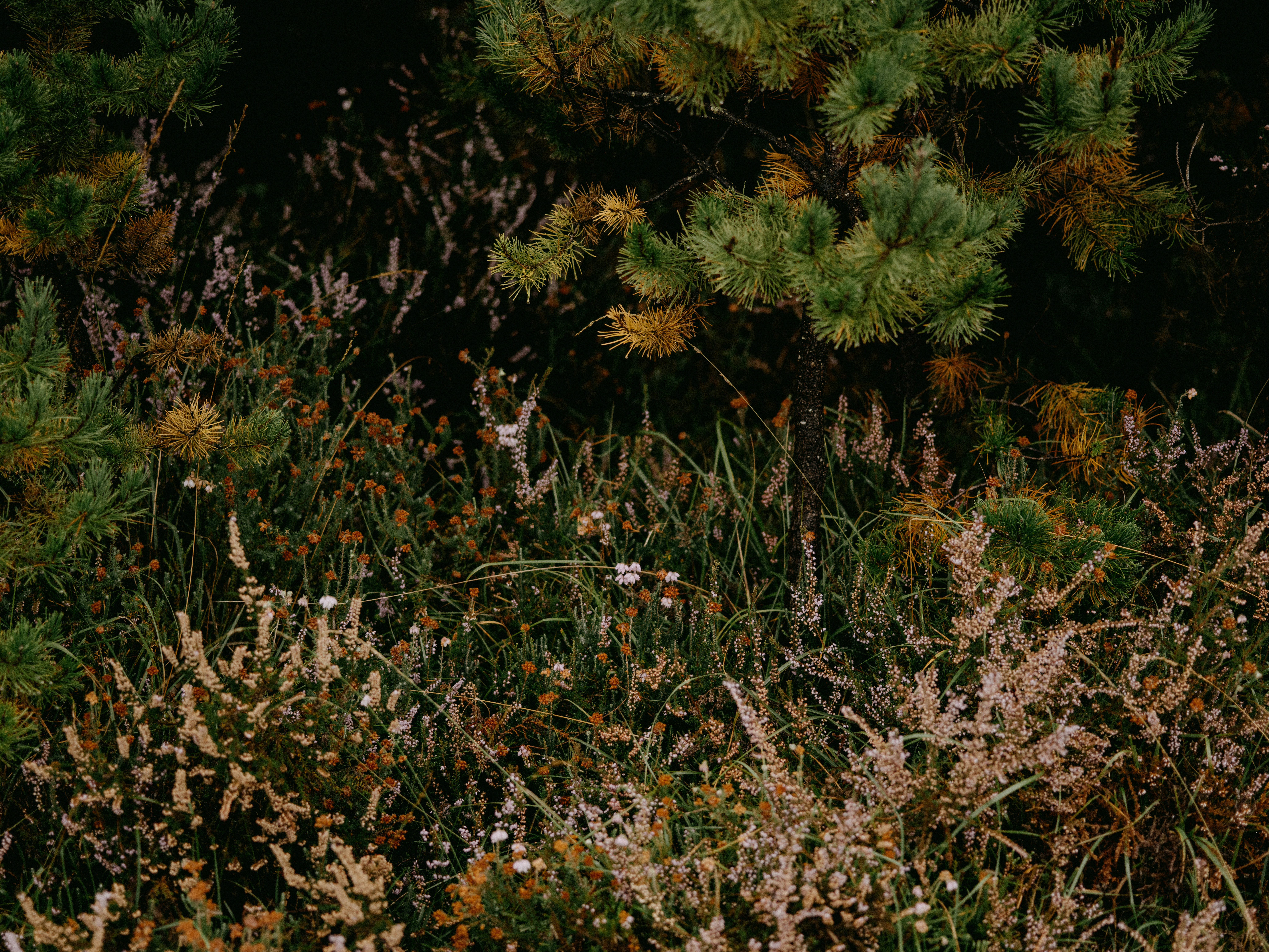 Photo by anniespratt